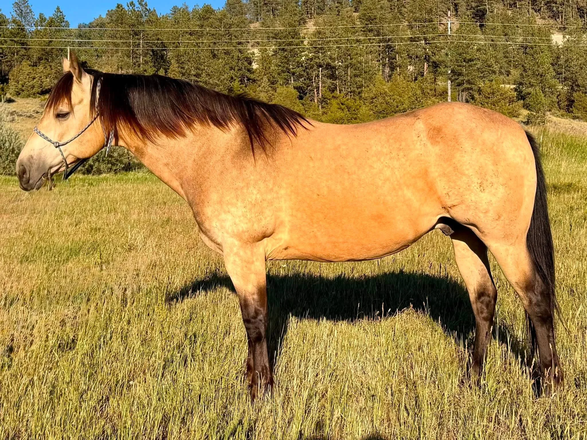 Toms Smart Chex - 2015 AQHA Gelding - SOLD