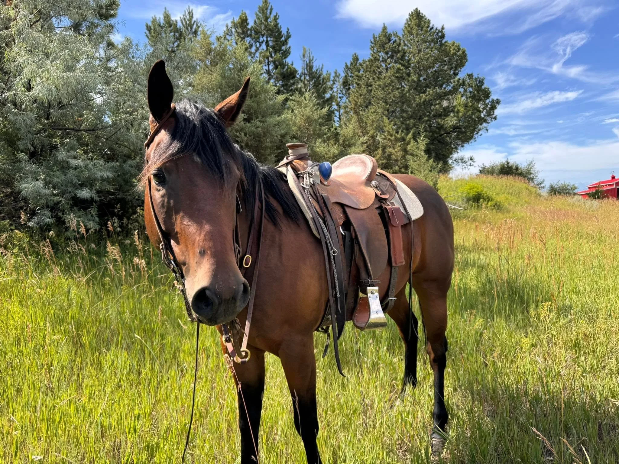 SH Krymsun Loper - 2022 AQHA Gelding- SOLD