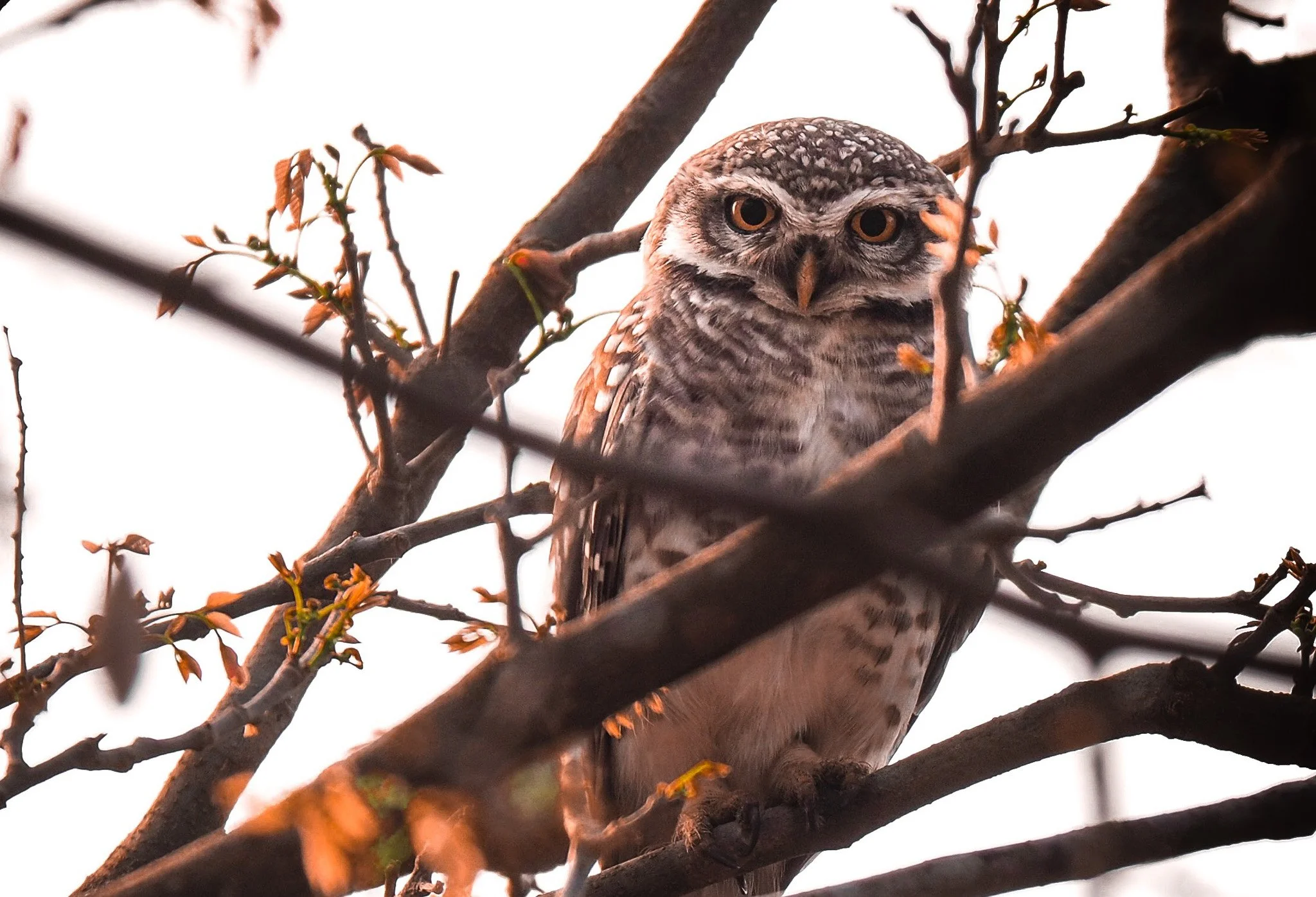 A close-up of a brown and white spotted owl perched in a tree among bare branches with small budding leaves.