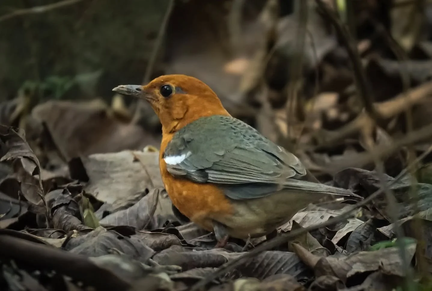 Whenever I walk past our kitchen, I spot our Orange-headed Thrush rummaging through leaves and hopping away hearing our footsteps. 

But this heatwave seems to have perturbed it as yesterday afternoon, I heard a loud bang. He had crashed against our 