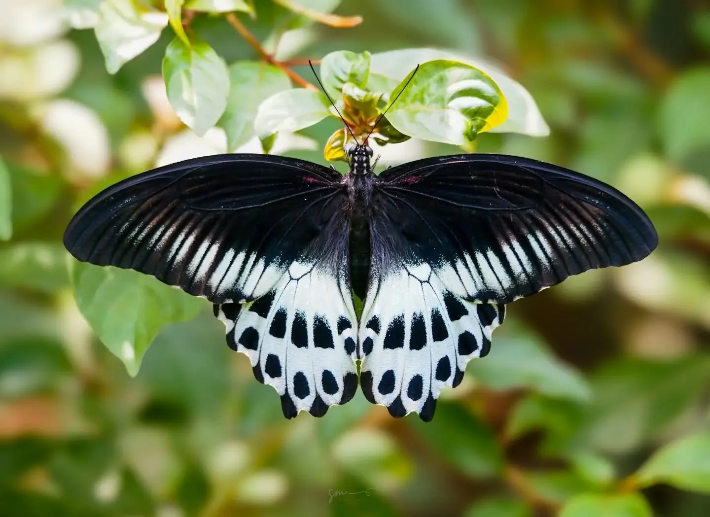 As the rains subsides, our garden is slowly welcoming back the butterflies. I watch them from my verandah  with a cup of coffee, wondering where they hide in the rains. 

When will you visit Svanir to enjoy an idyllic day ?

#randommusings #visitsvan