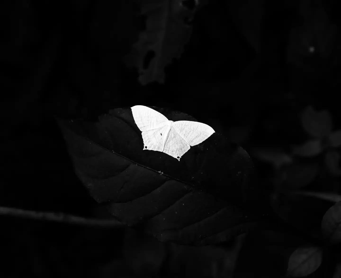 As I return from picking up my son,
I spot such a wonderful sight,
Bending down we admire the sight,
Quickly else it might take flight,
As the day progresses, my mind wonders,
Does it still rest, or has it flown,
Another garden, another boy in wonder