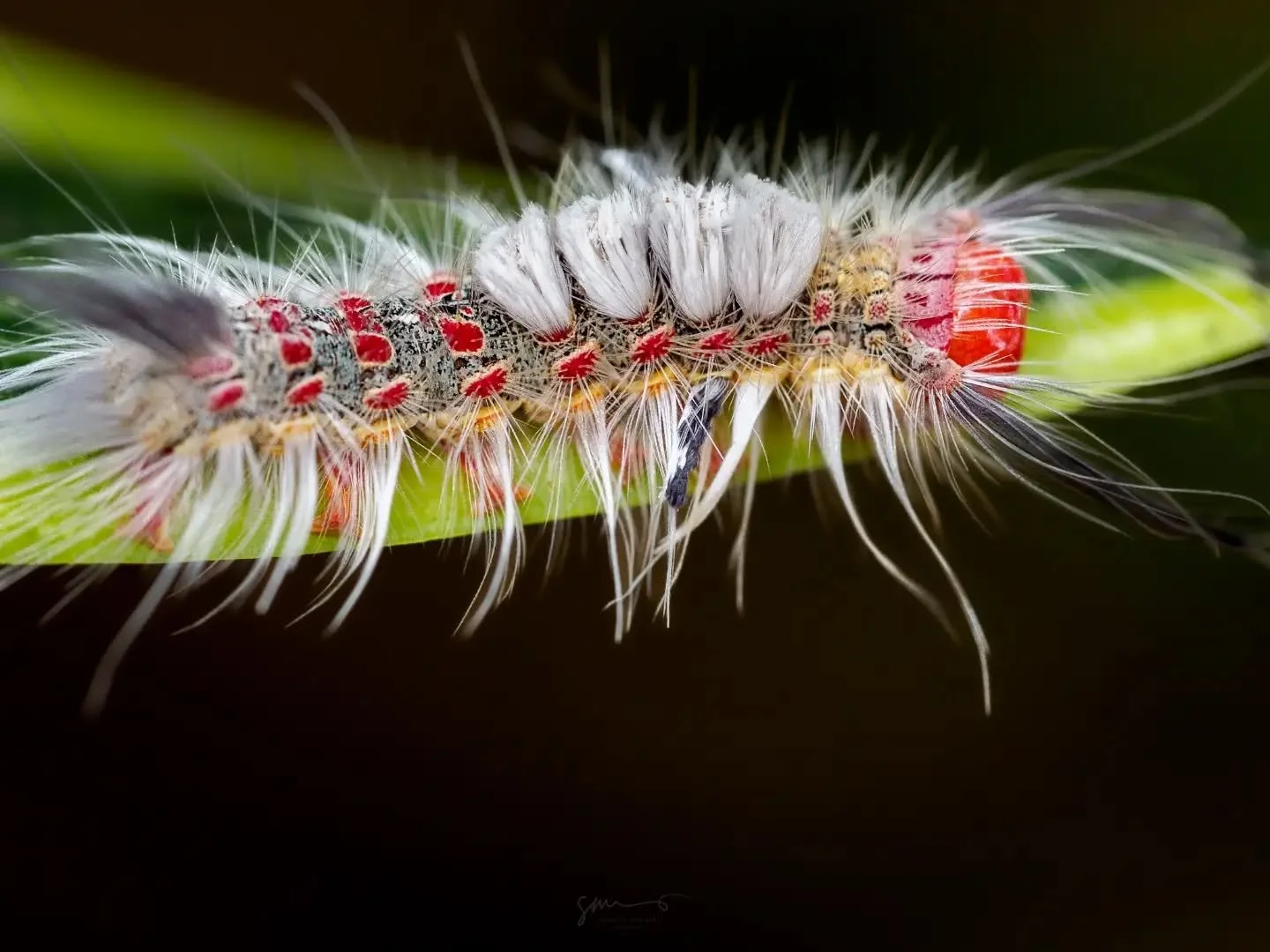 Insects of Svanir...

How may can you identify?

#visitsvanir #odishatourism #travelwithme #wildlifephotography #macrophotography