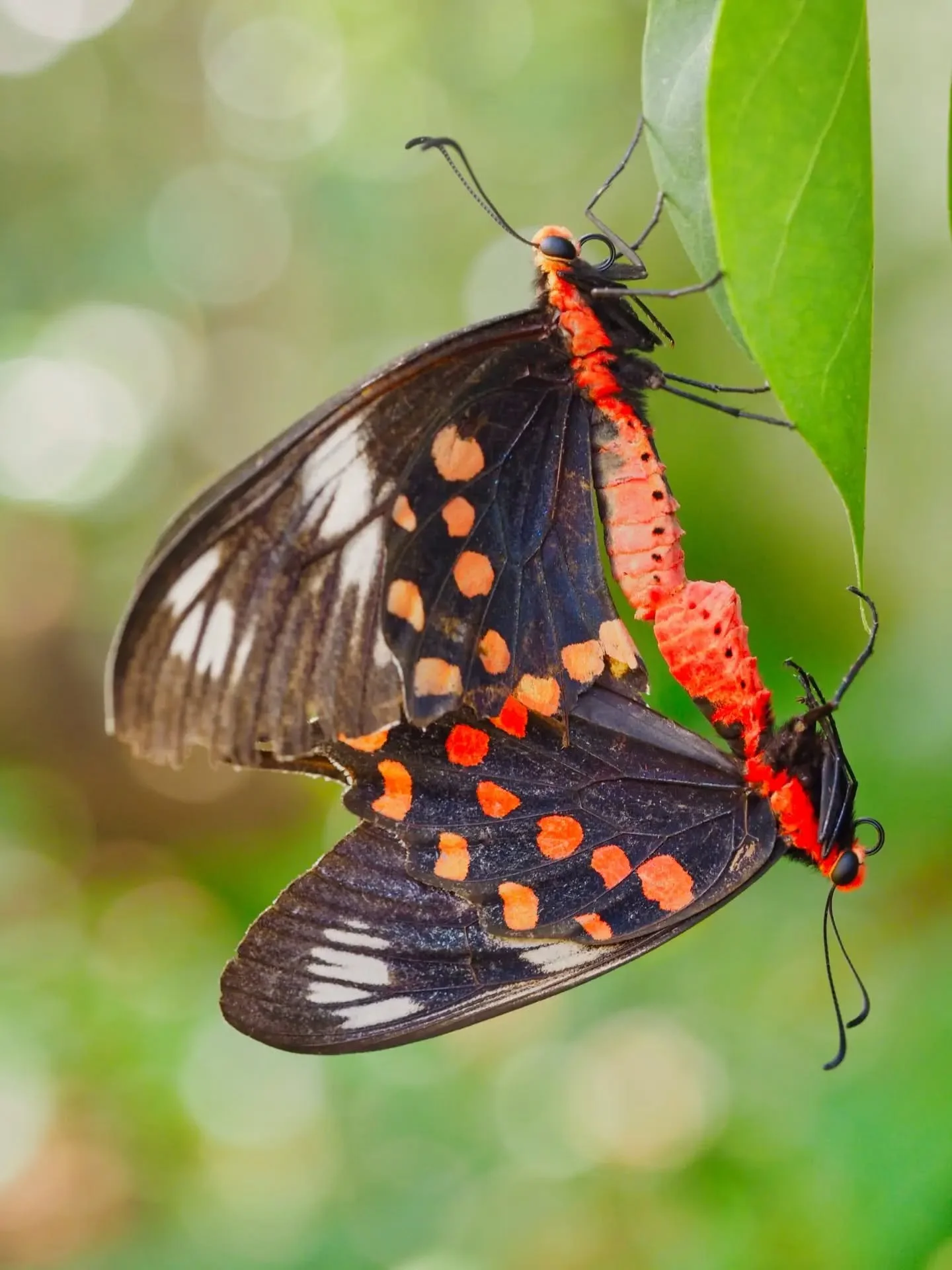 Spotted at Svanir - Butterflies &amp; Moths 🦋

How many have you seen ?

#travelwithme #visitsvanir #odishatourism #traveldiaries #visitodisha