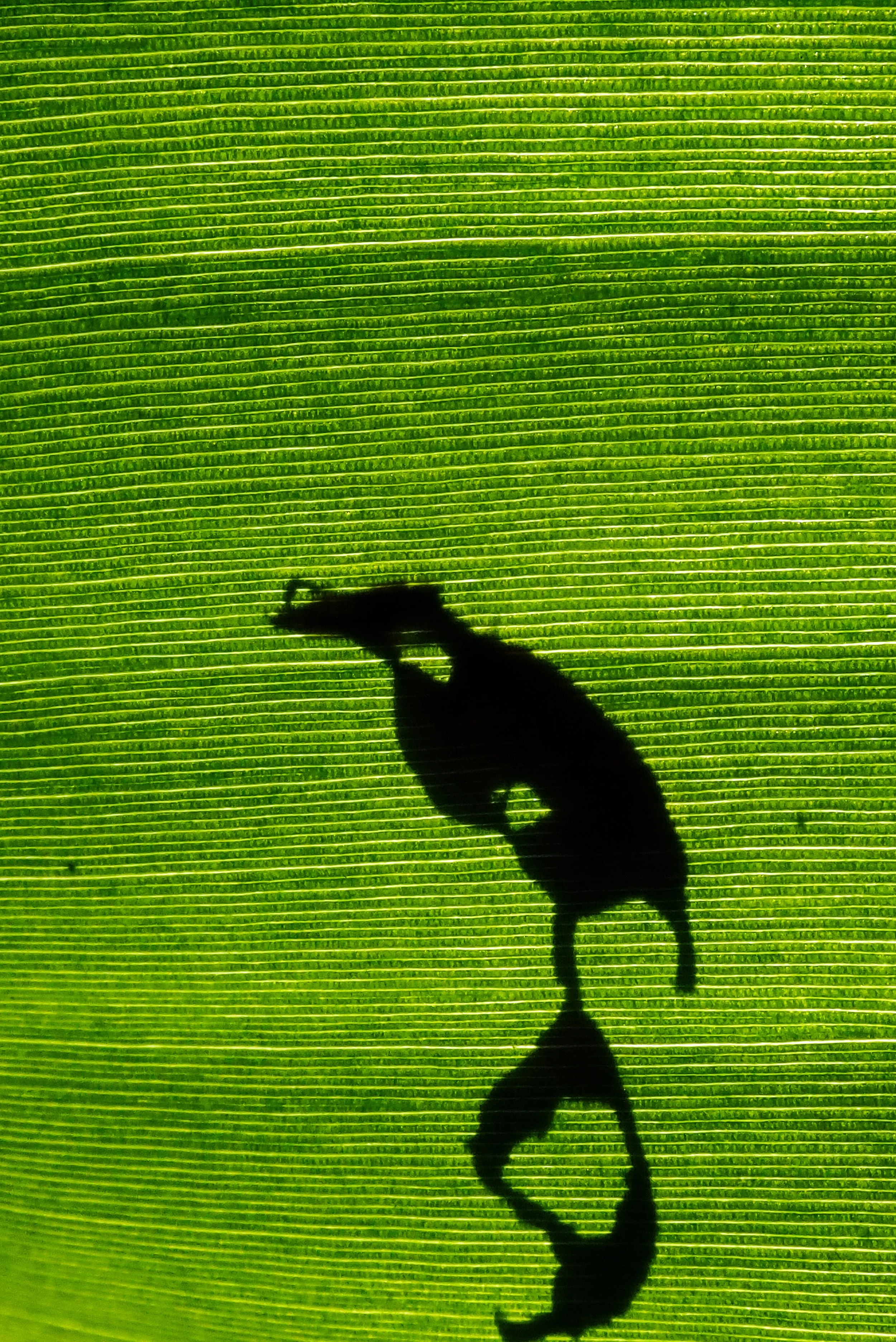 GREEN WORLD BIRD