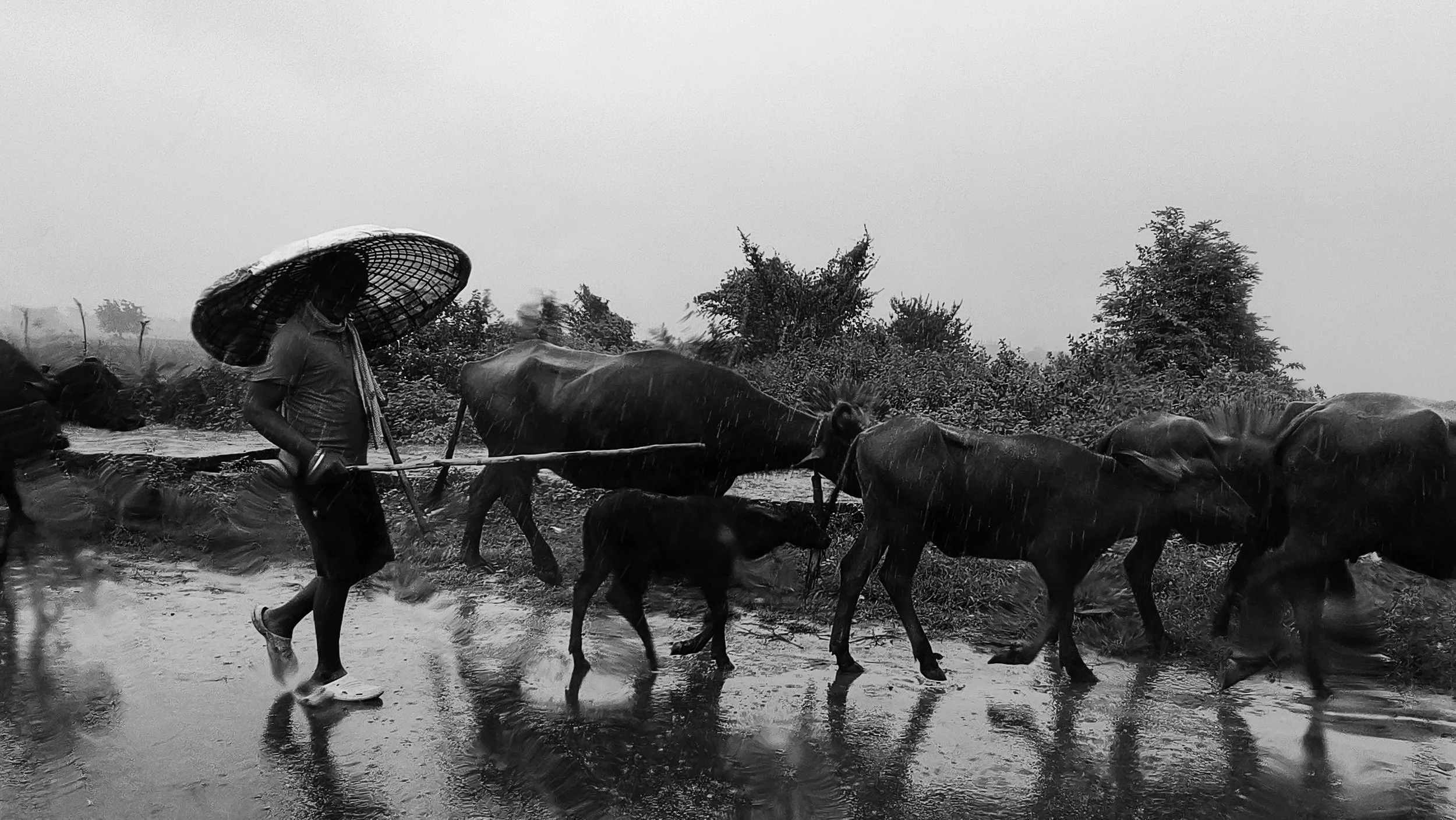 buffalo herder in the rains