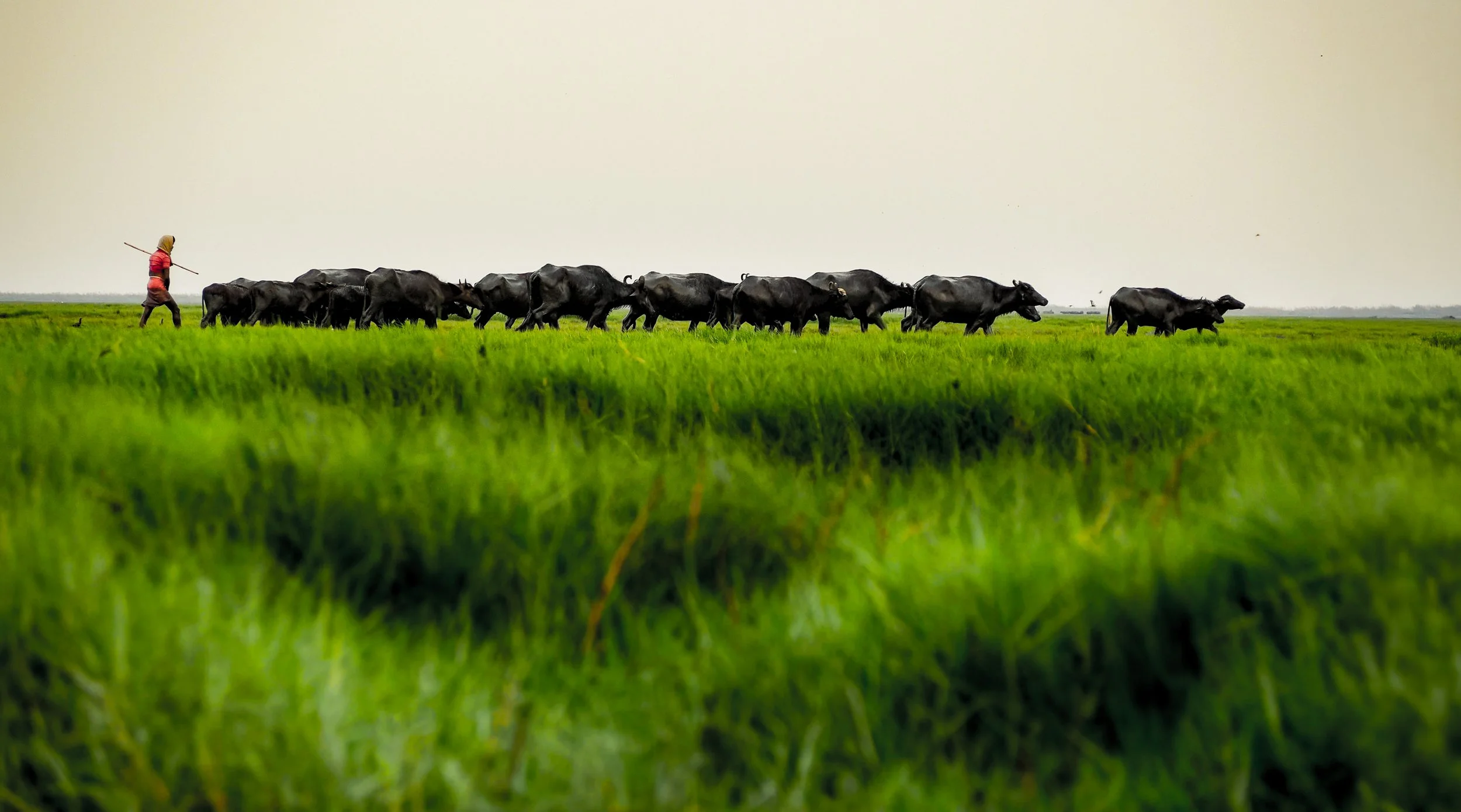 Chilika Buffalos meandering on green wetland