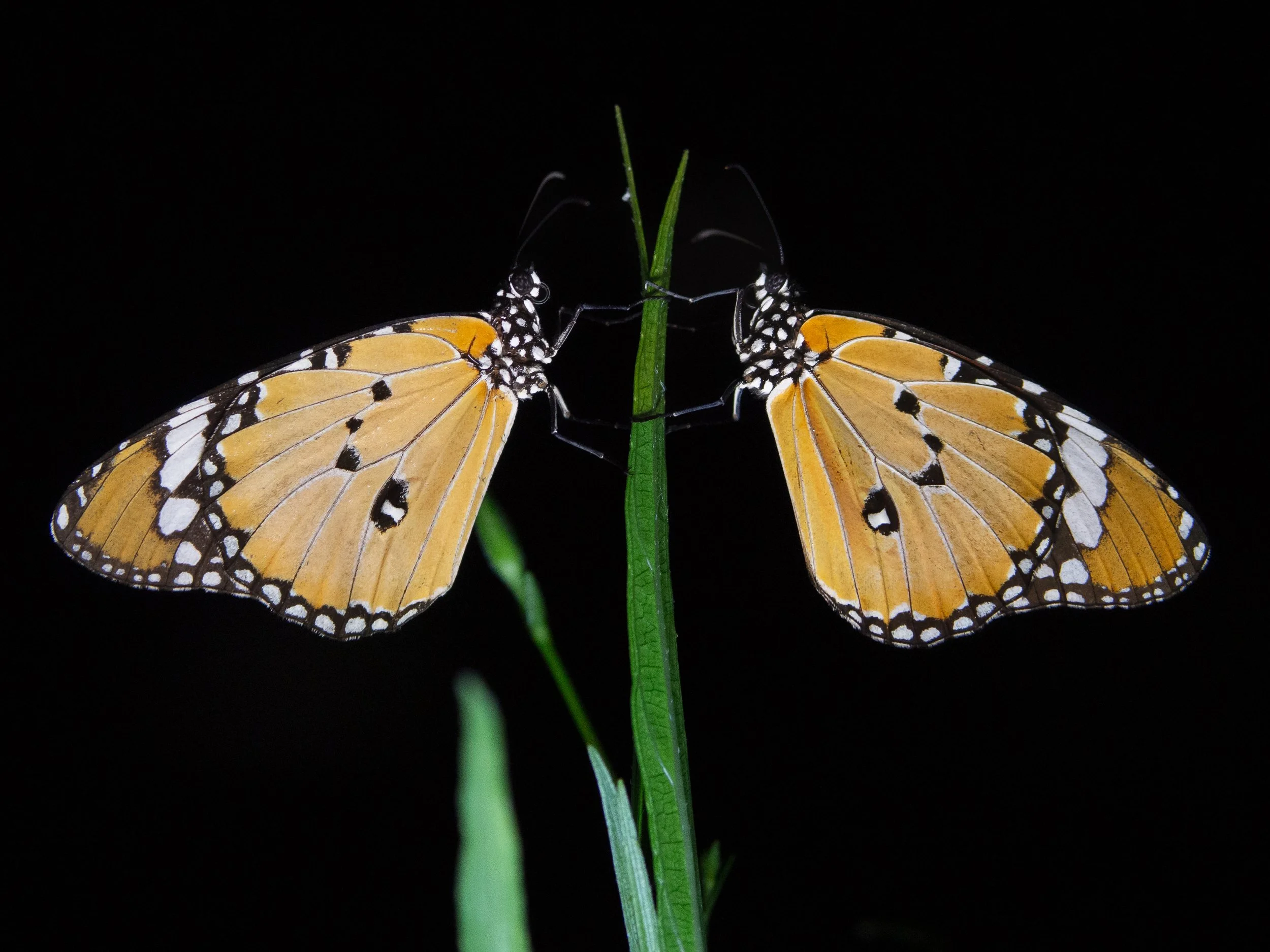 Plain Tiger butterflies at resting at night