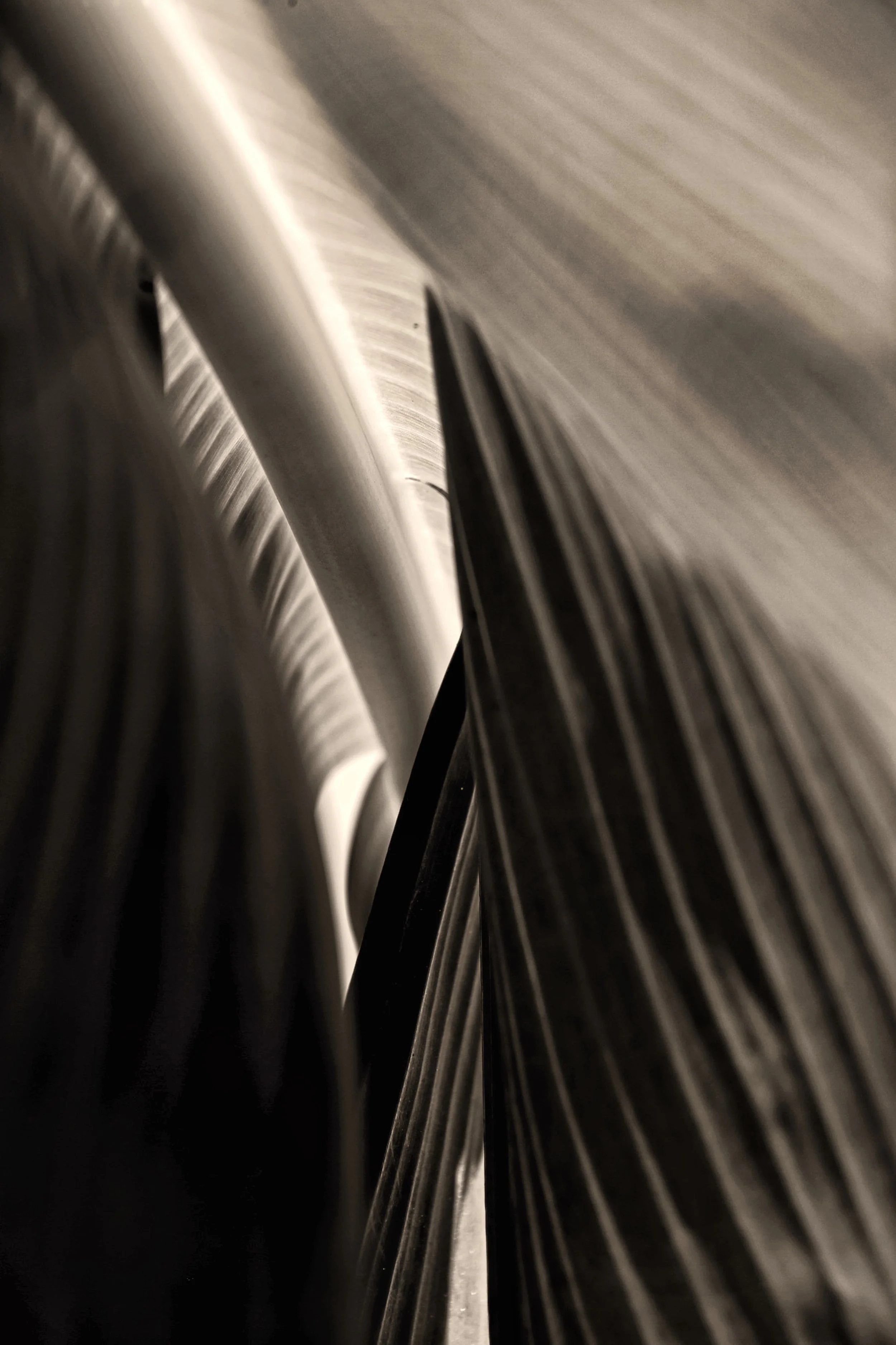 patterns of light and shade on banana leaves