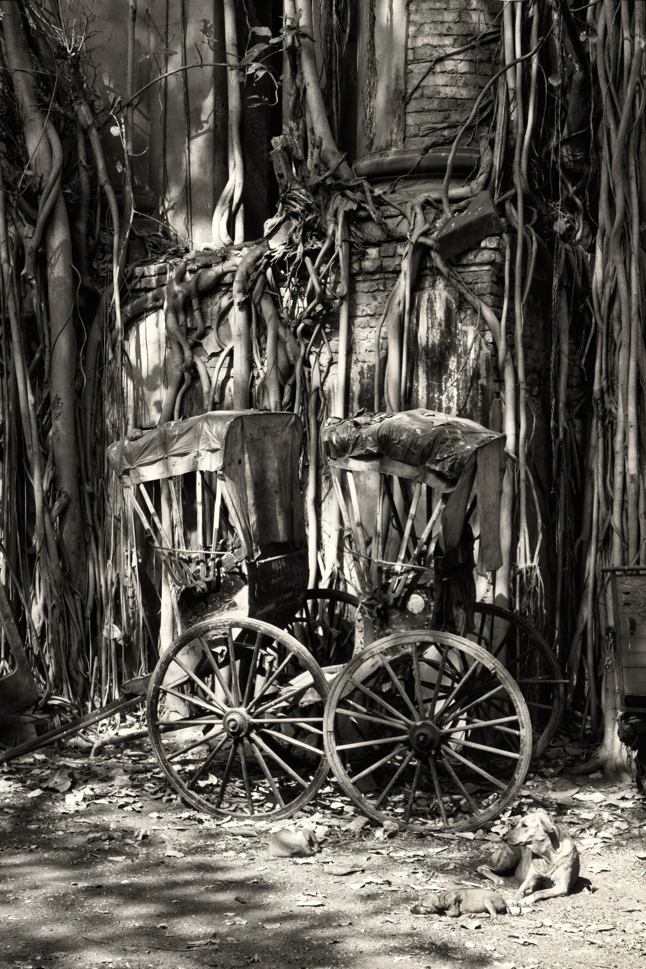 A sepia toned image of old broken rickshaws and numerous overgrown tree roots and vines covering a brick wall, creating a dense and somewhat abandoned atmosphere.