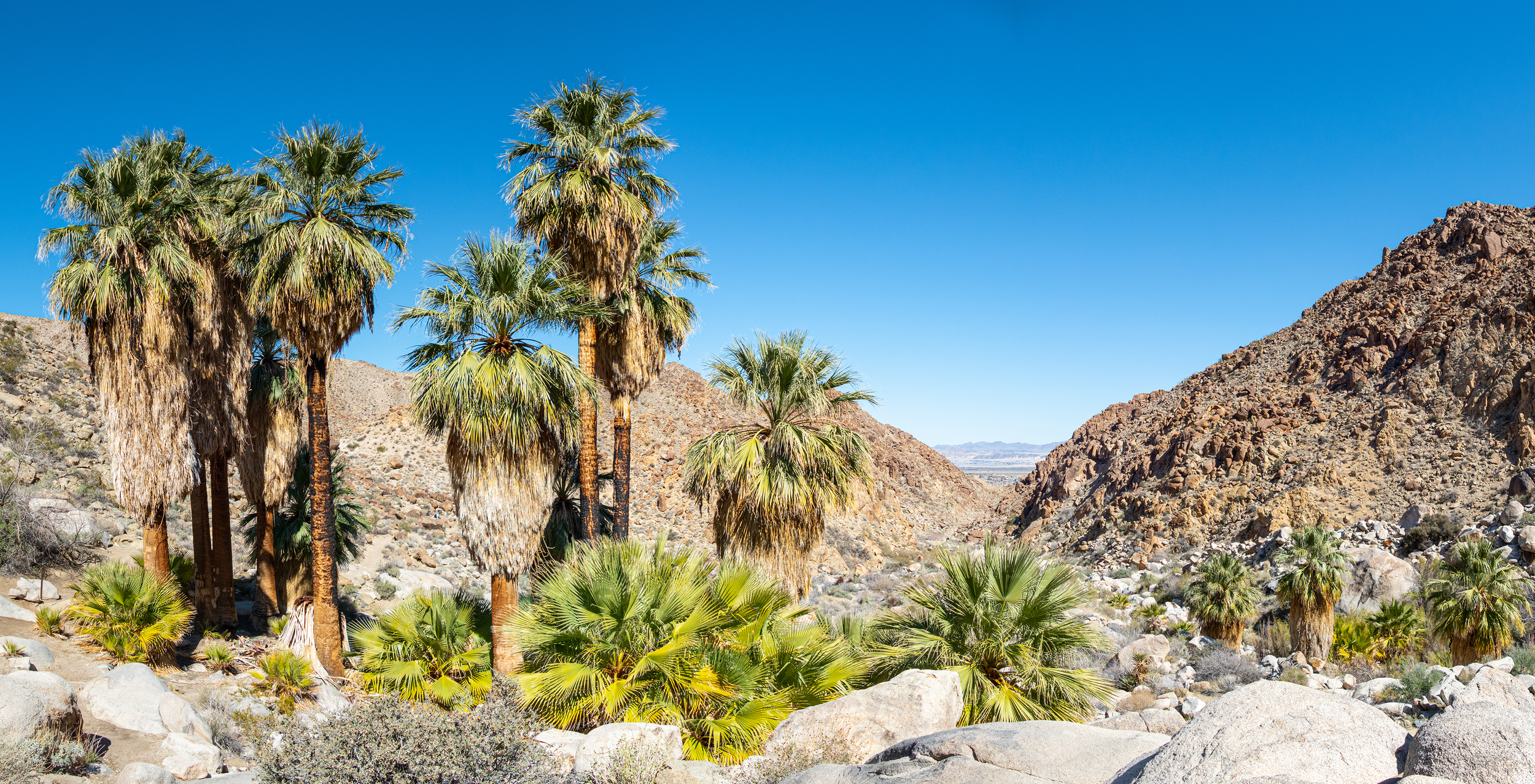 Desert landscape with numerous tall palm trees, rocky terrain, mountain ranges in the background, and a clear blue sky.