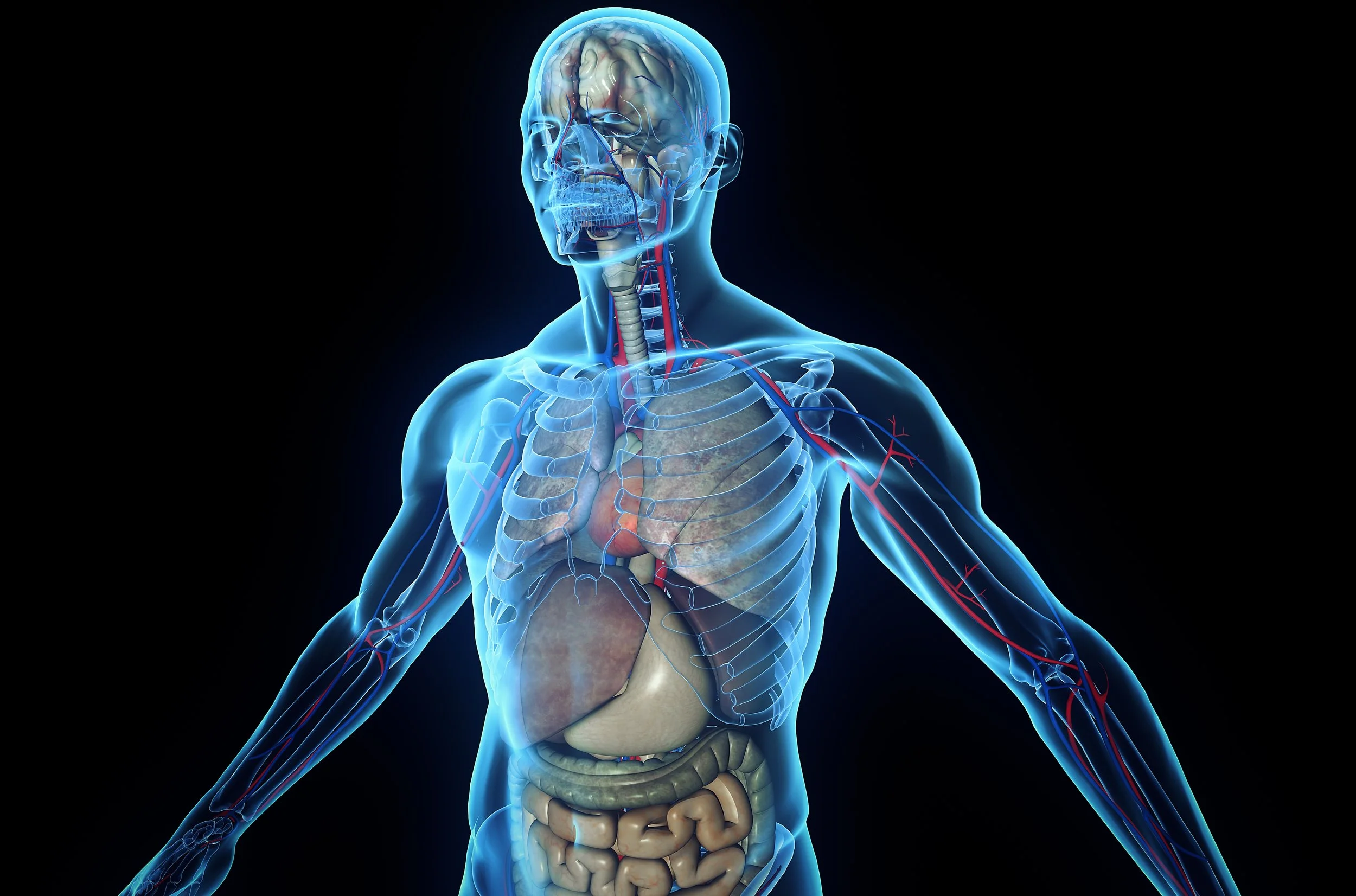 A digital illustration of a human anatomy showing the skeletal, muscular, and internal organs, including the brain, rib cage, lungs, heart, stomach, intestines, and blood vessels, with a transparent view of the head and upper body.
