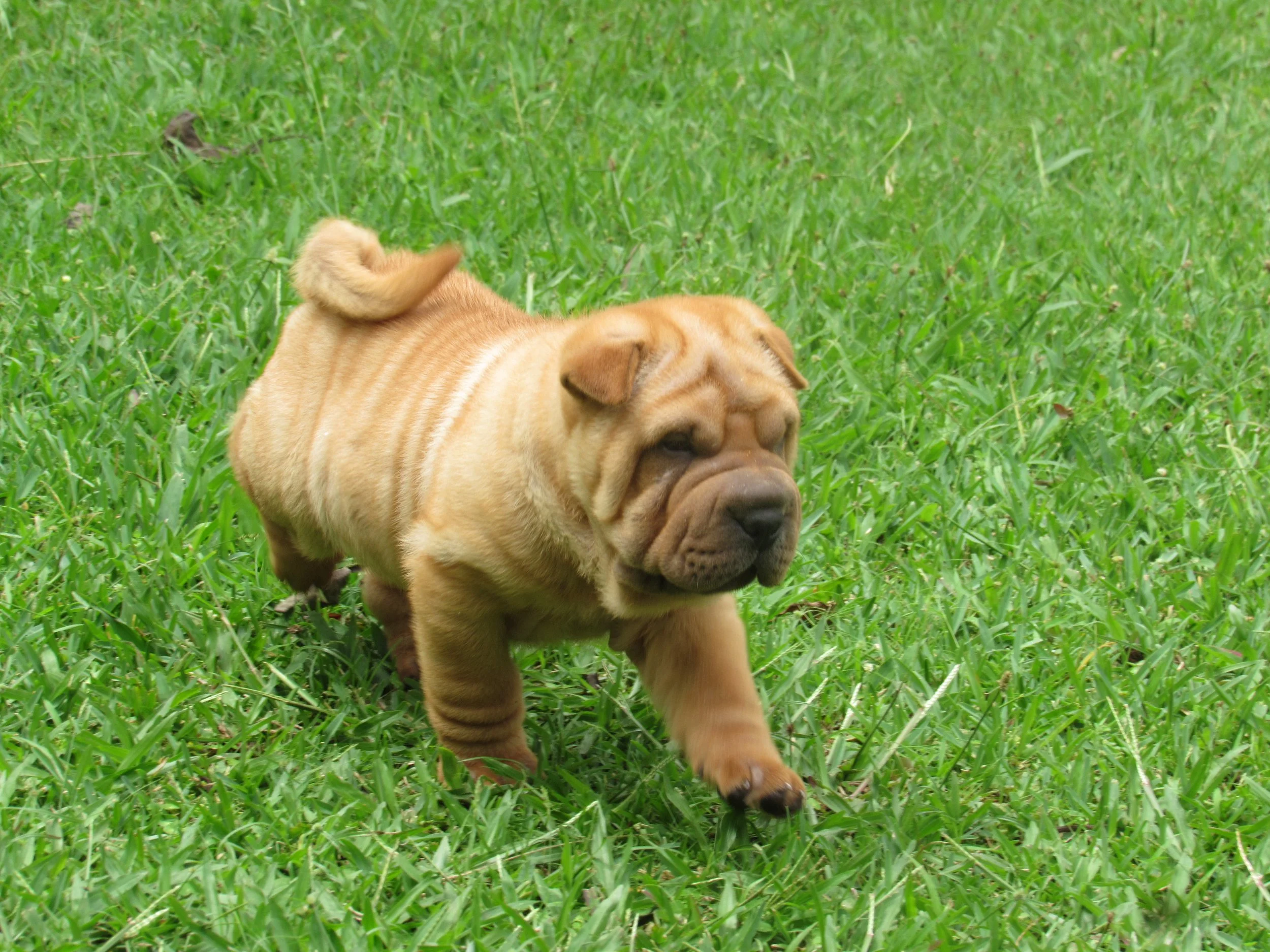 SHAR PEI HEMBRA