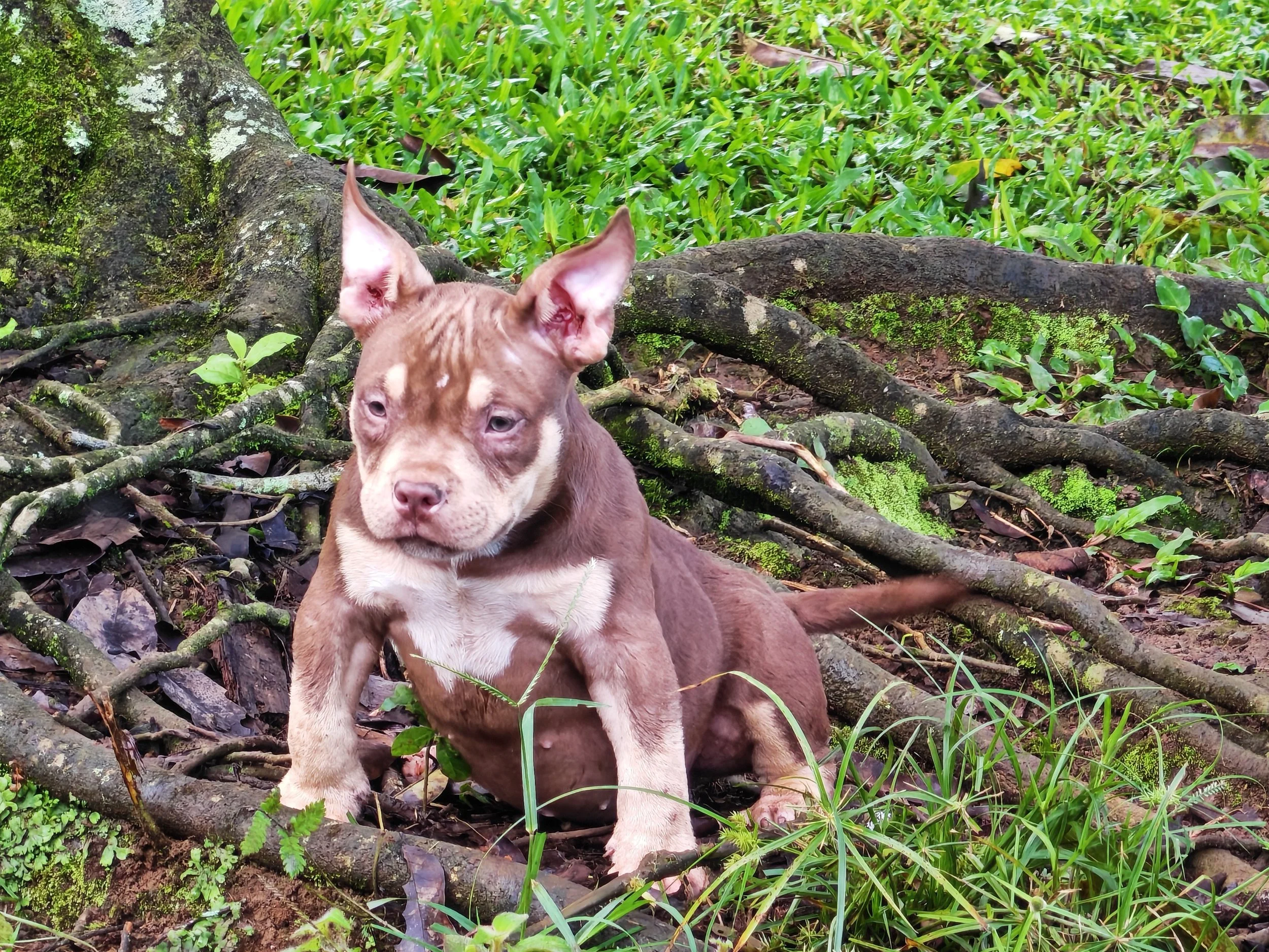 Hembra Chocolate Tricolor