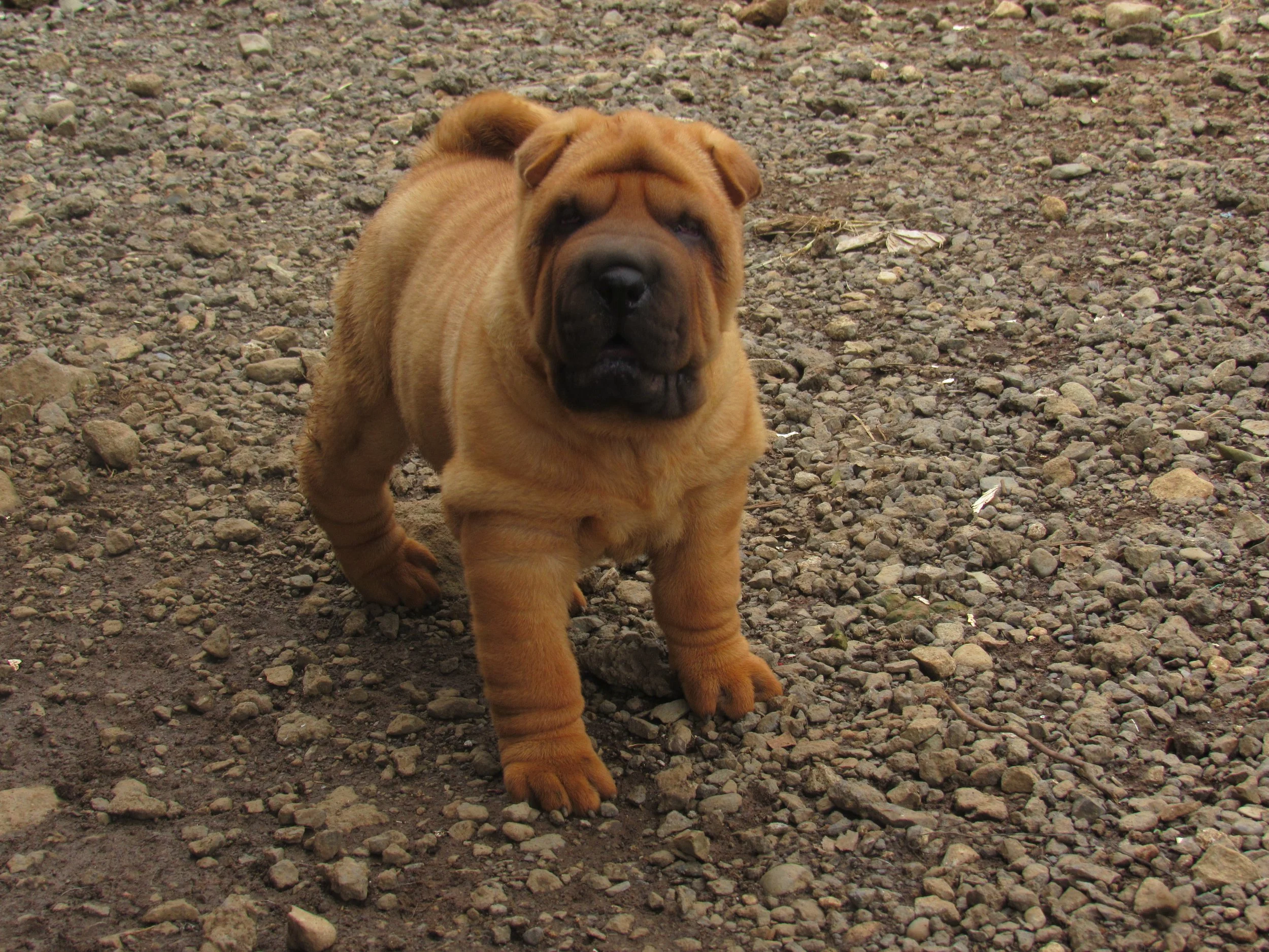 SHAR PEI HEMBRA