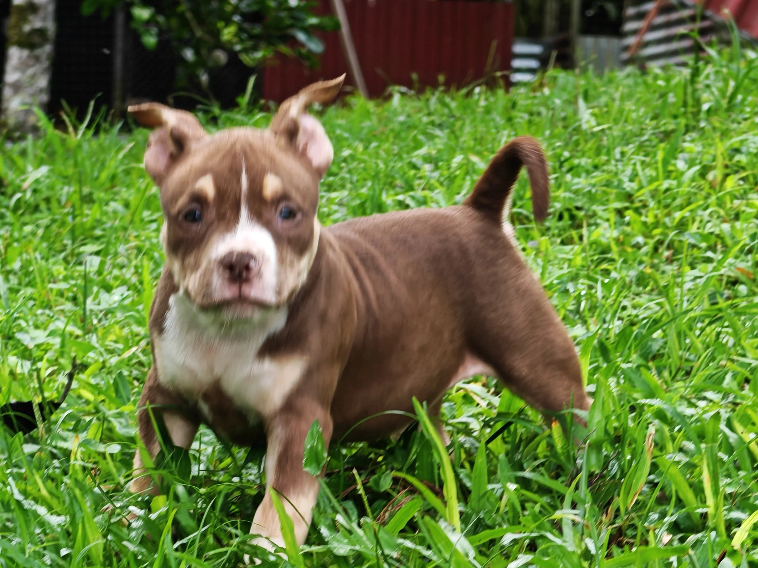 Hembra Chocolate Tricolor