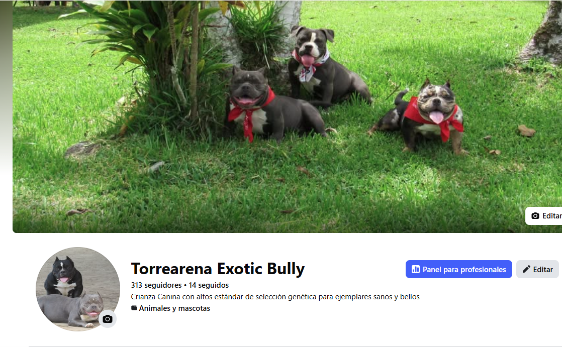 Facebook Torrearena Exotic Bully