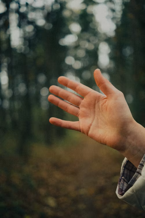 A person's hand reaching out in a forest with trees and sunlight in the background.