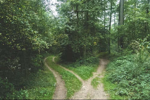 A forest scene with a split dirt path surrounded by green trees and foliage.