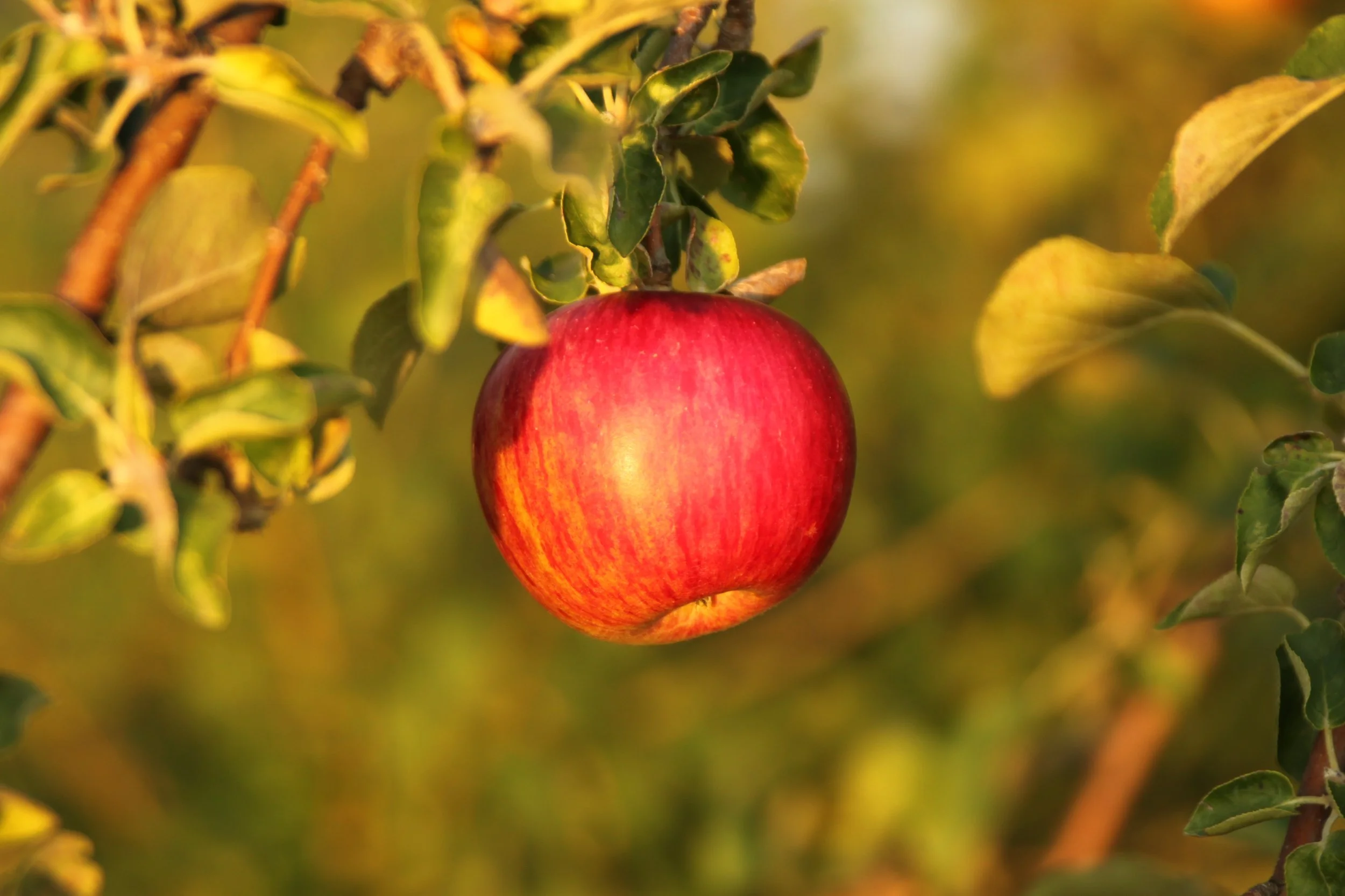 A ripe red apple hanging from a tree branch surrounded by green and yellow leaves.