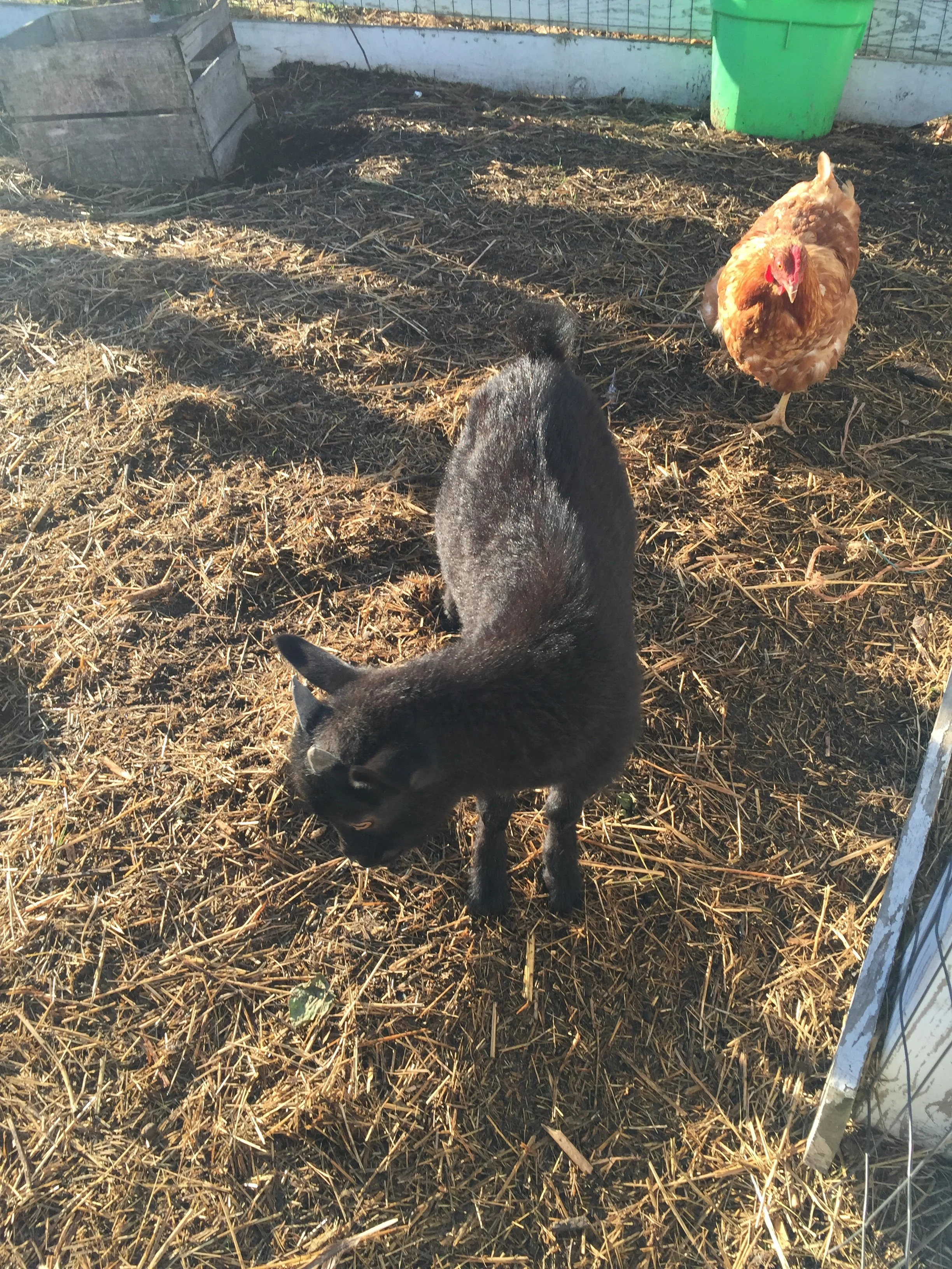 A black goat and a brown chicken in a pen with straw on the ground and a green container in the corner.