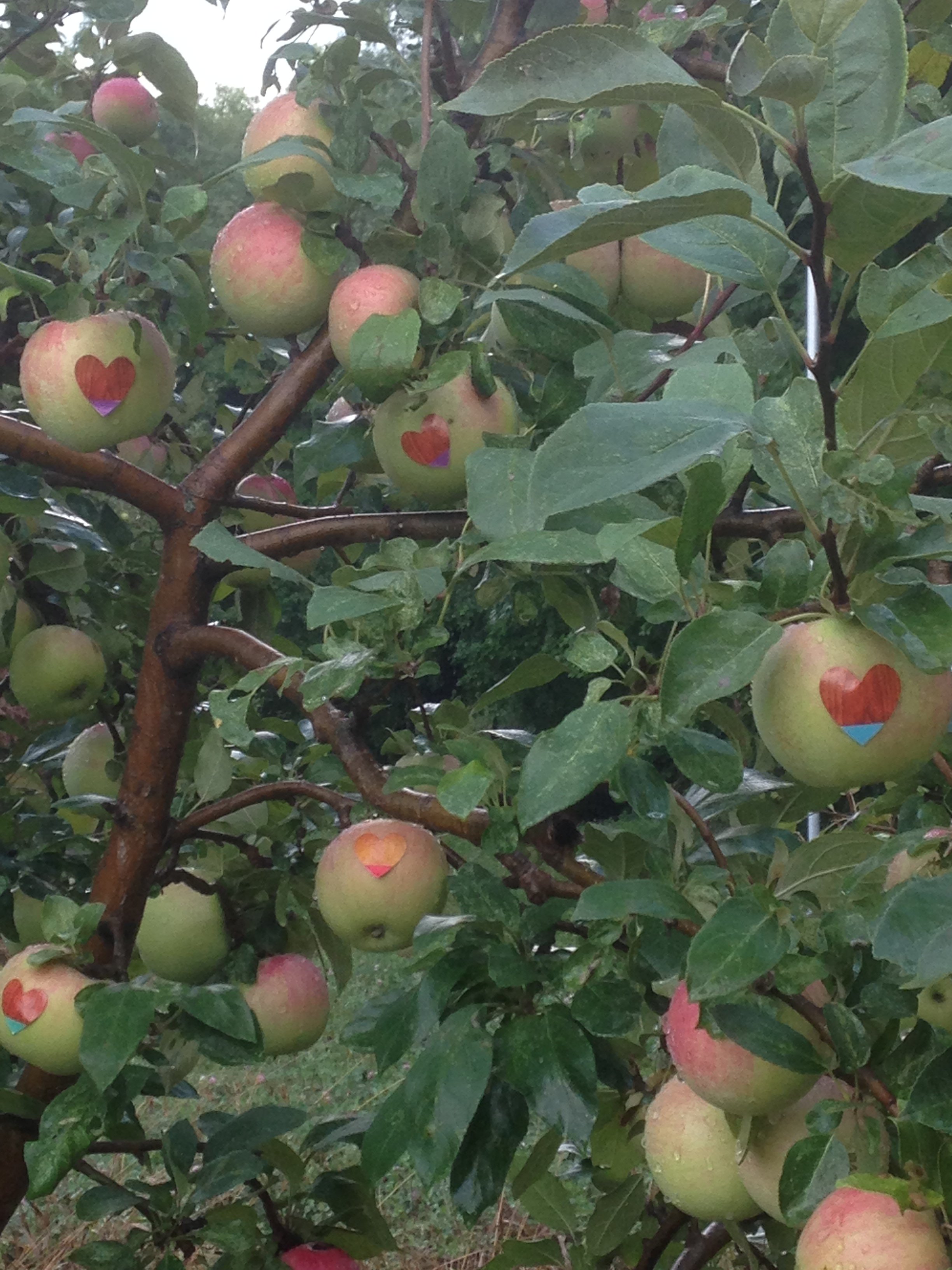 Apple tree with several green apples, some of which have heart-shaped stickers on them, surrounded by green leaves and branches.