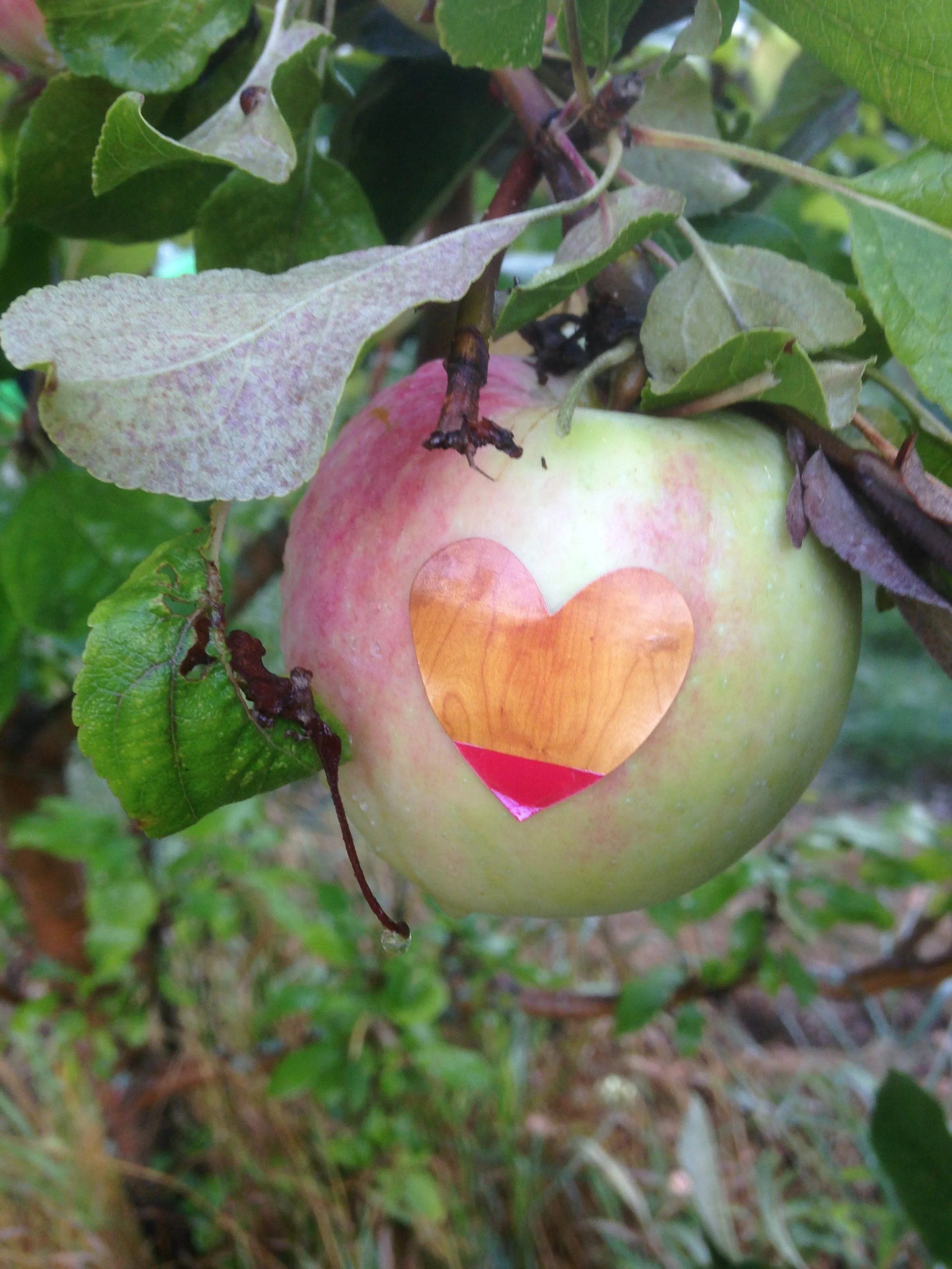 A green apple with a paper heart sticker on it hanging from an apple tree branch surrounded by green leaves.