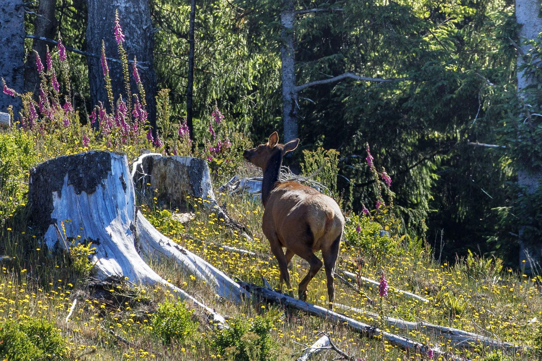 Roosevelt Elk