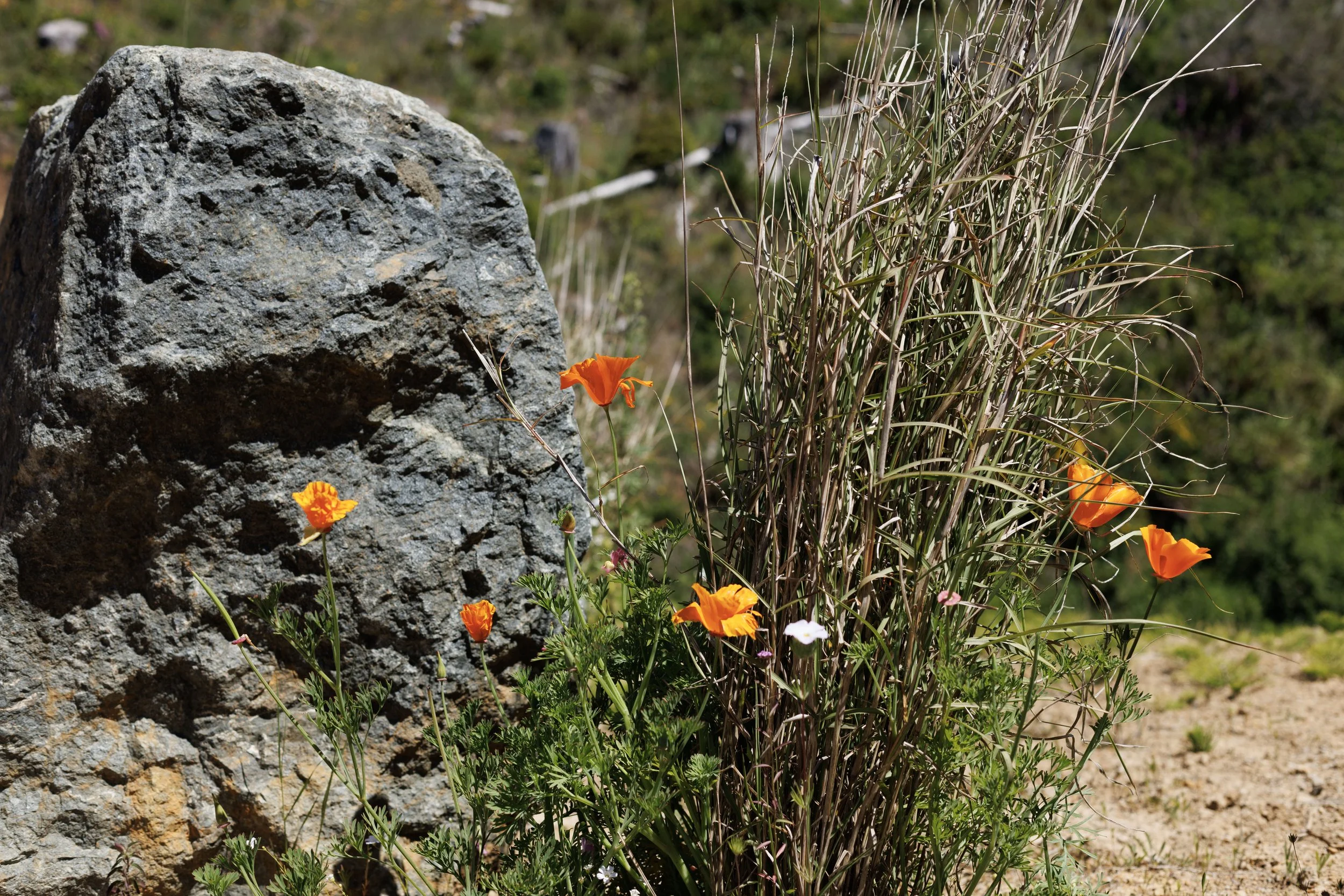 Wild Poppies