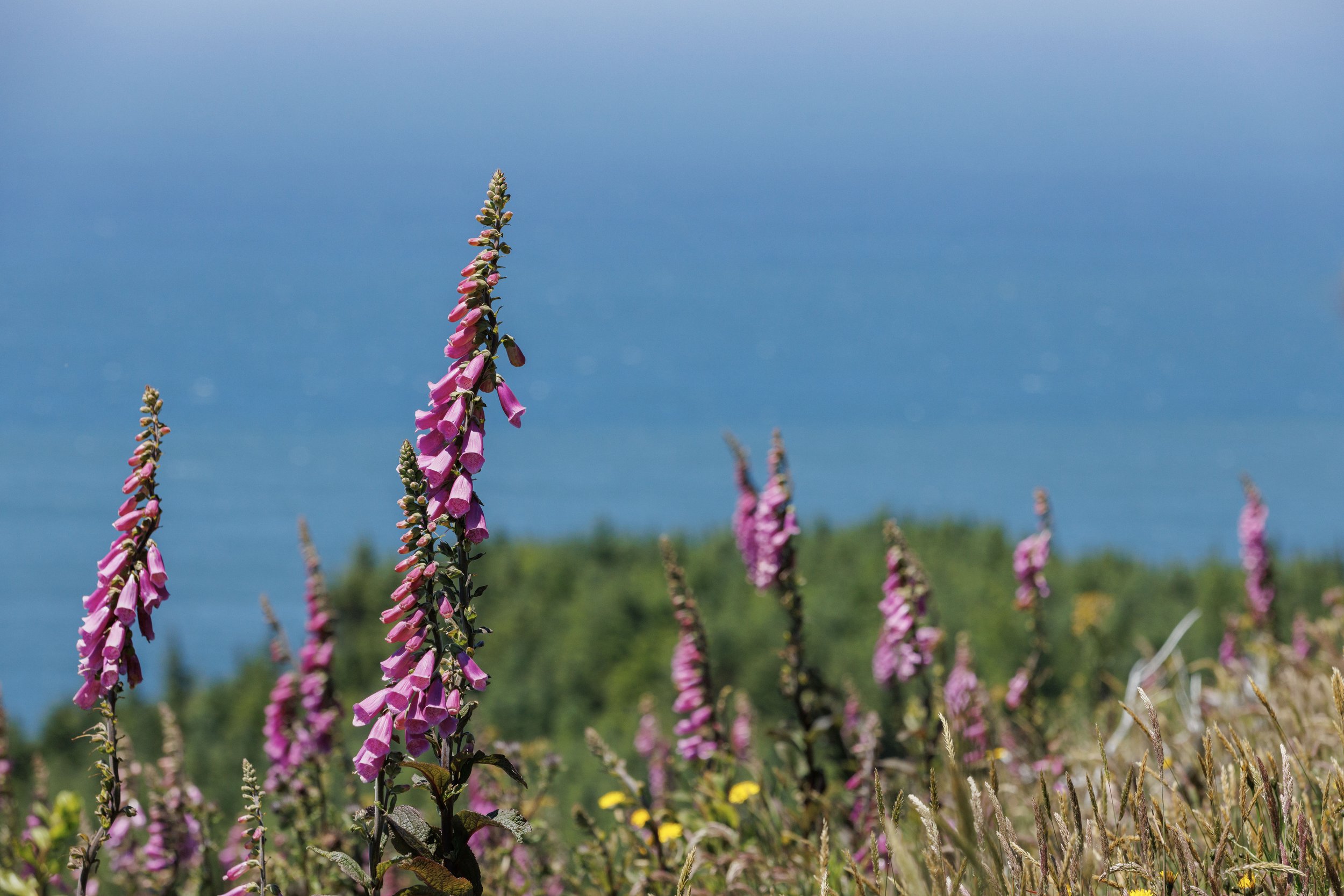 Wild Fox Glove