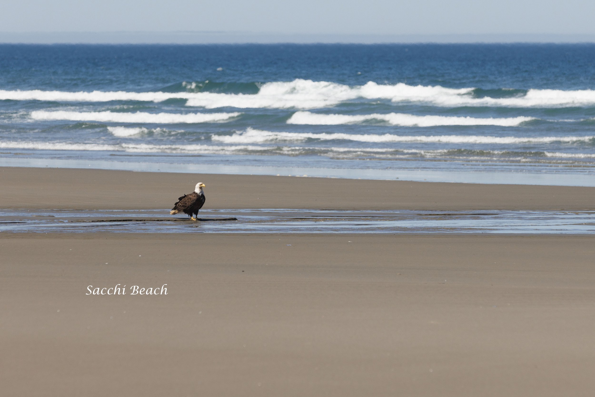 Bald Eagle