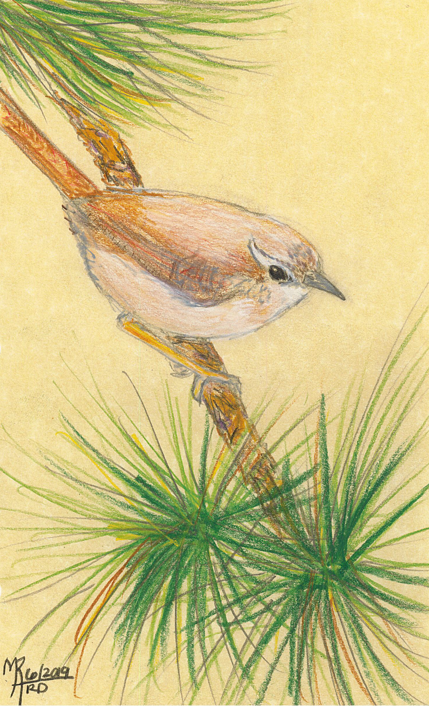 A colored pencil drawing of a small bird perched on a pine branch with green pine needles.