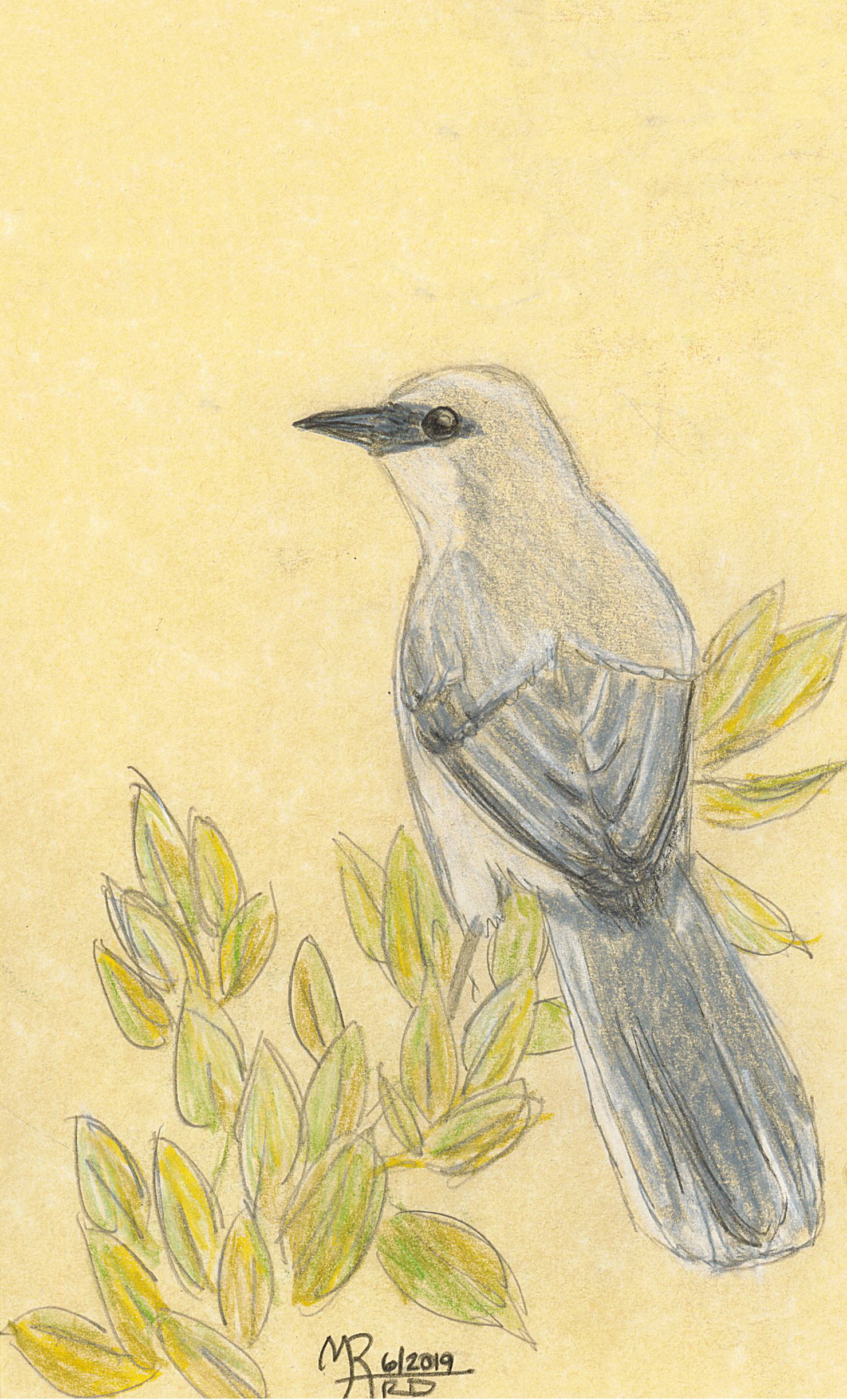 A detailed colored pencil drawing of a mockingbird perched on a branch with yellow and green leaves.