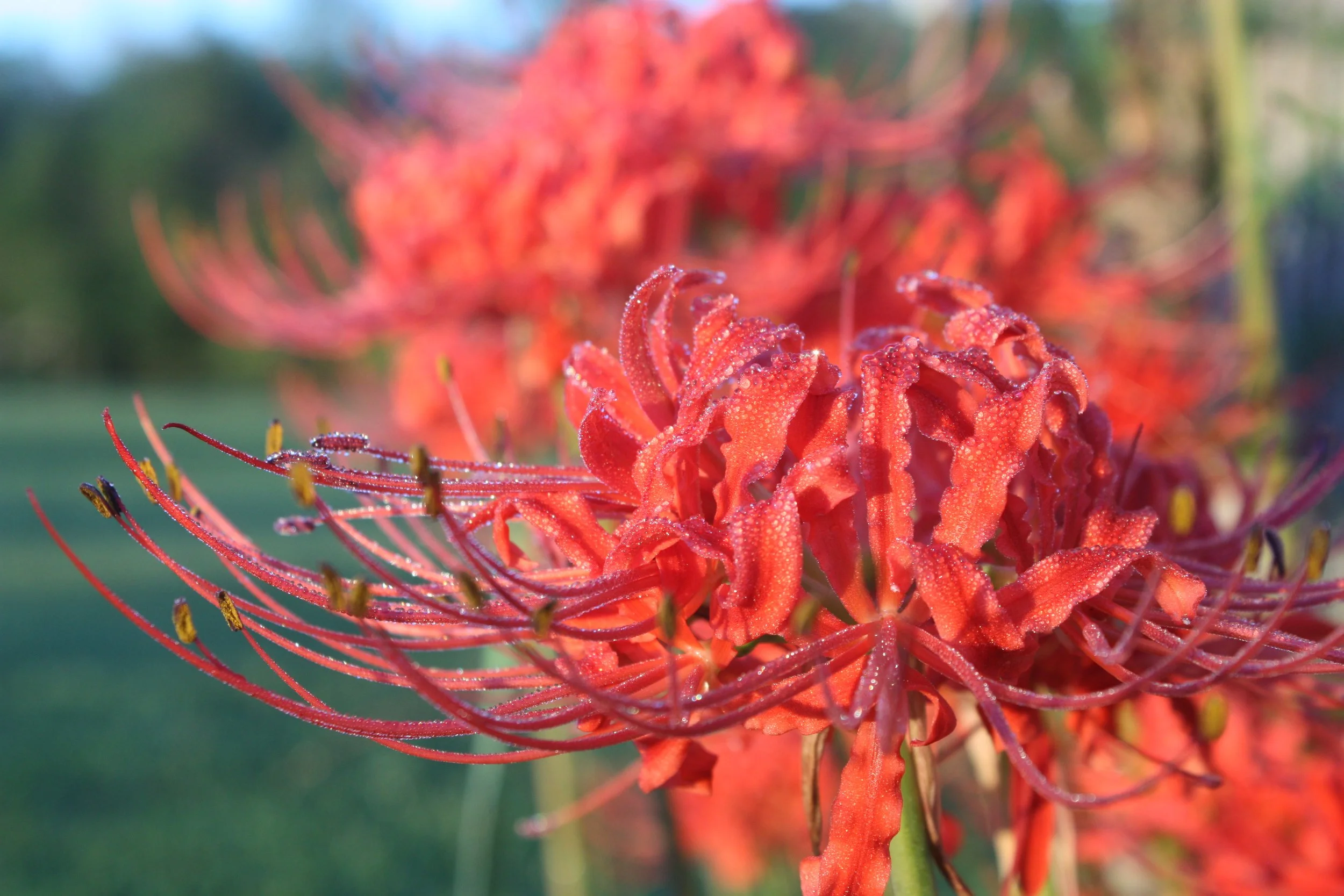 An image of a bright red hurricane lily covered with dew.
