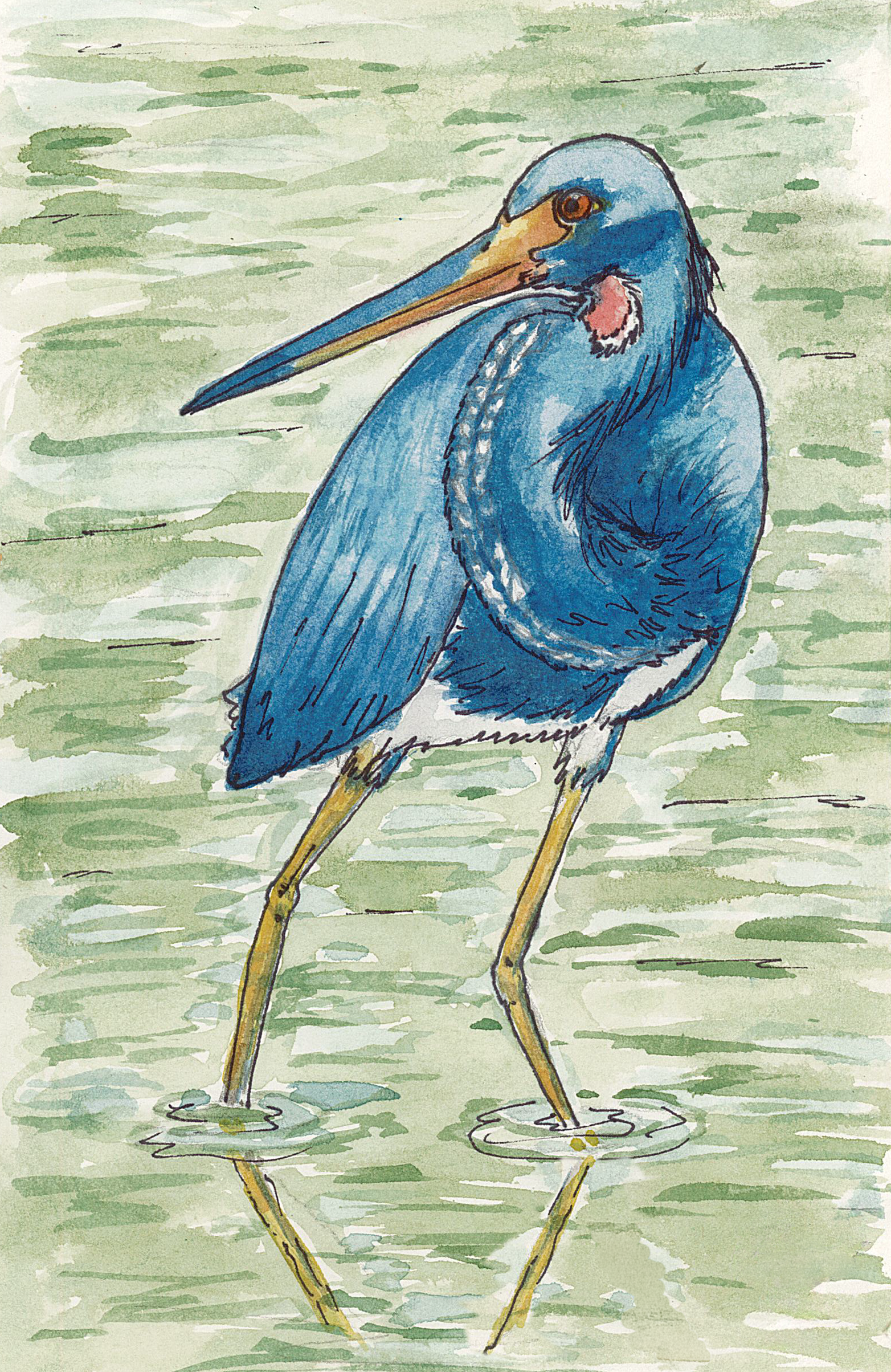 A watercolor painting of a blue heron standing in shallow greenish water.