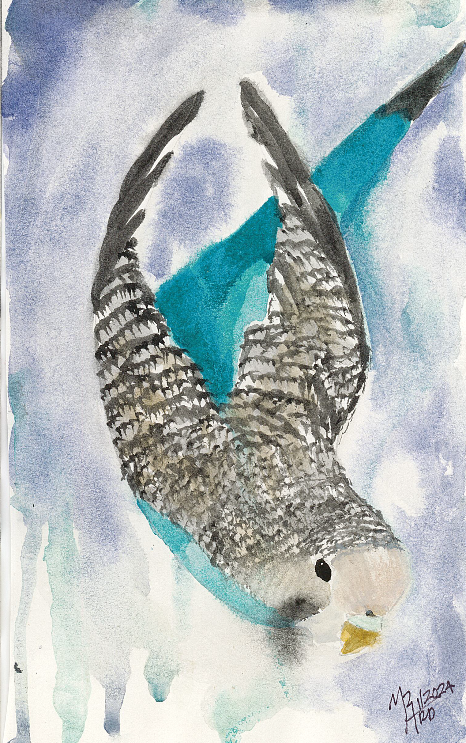 Watercolor painting of a budgie bird hanging upside-down, with blue and gray background.