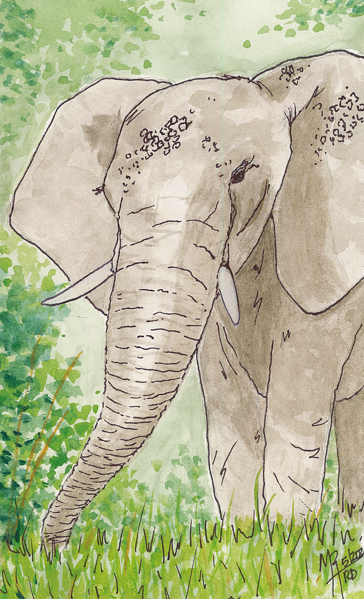 Watercolor painting of an adult elephant standing in green grass with a blurred green leafy background.