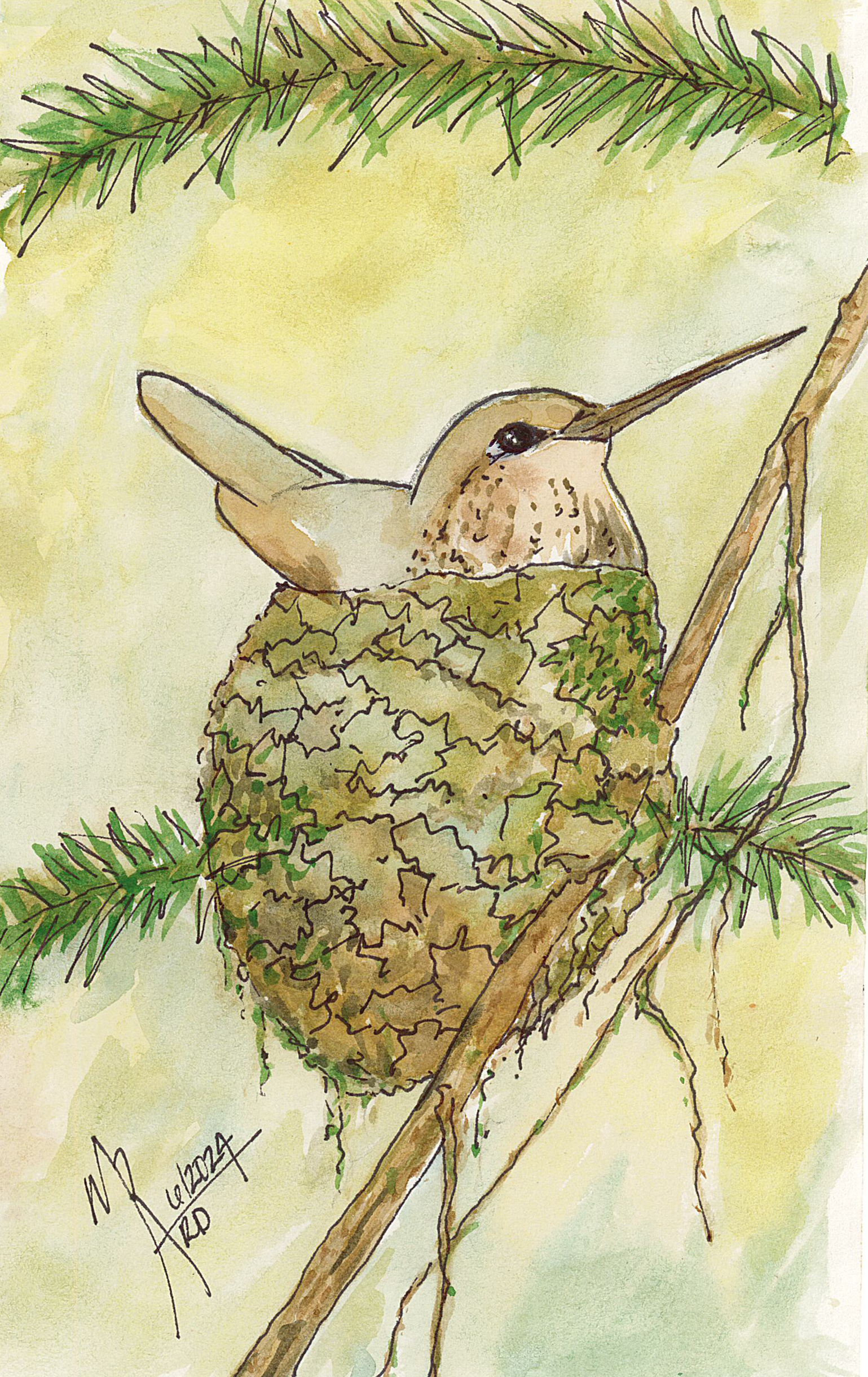 A watercolor painting of a hummingbird sitting on a nest attached to a tree branch, with evergreen branches above.