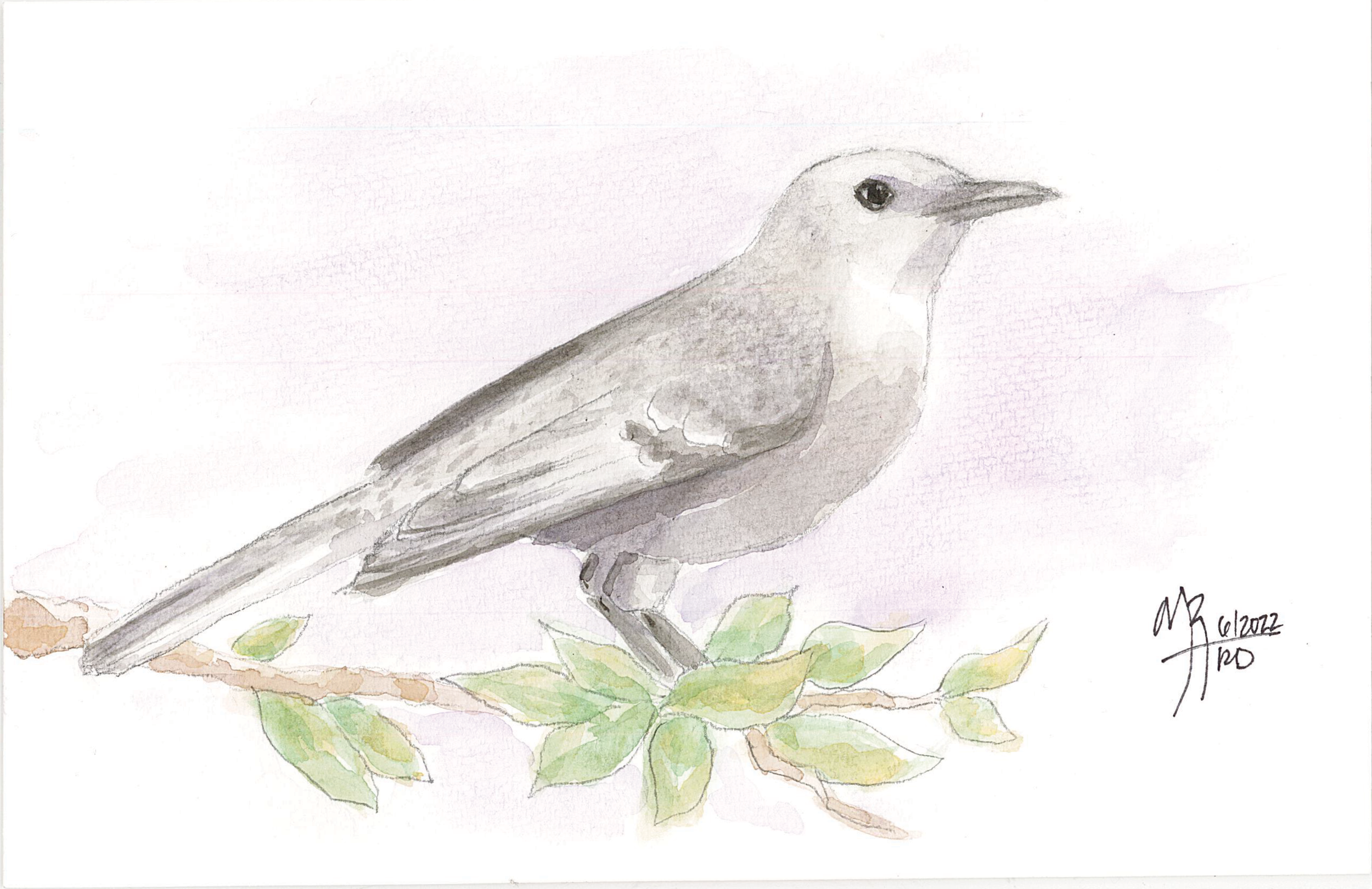 A watercolor painting of a mockingbird perched on a branch with green leaves.