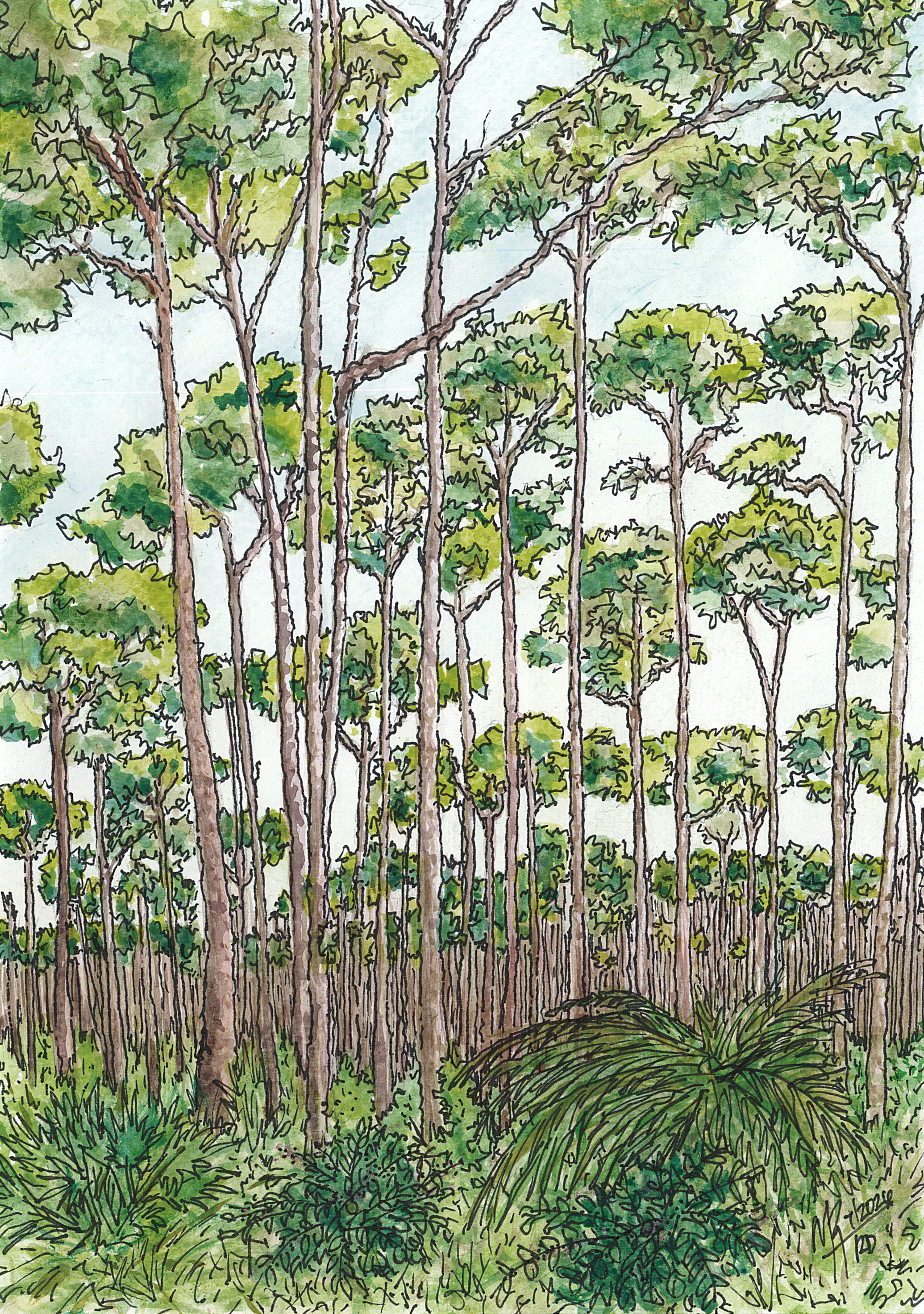 A watercolor painting of a dense grove of tall, loblolly pines and wild grass in the foreground.