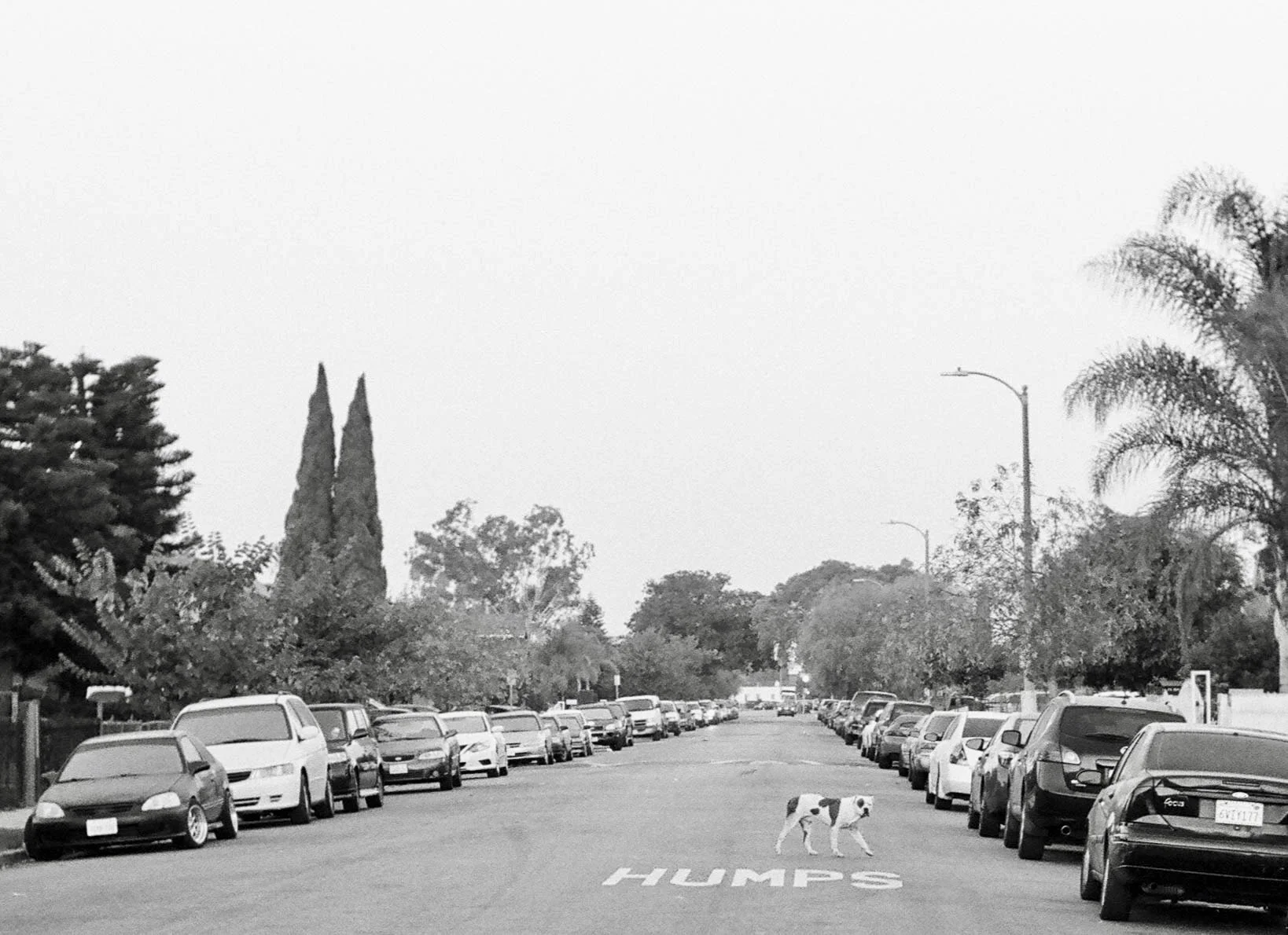 Black and white photo of a parking lot with cars on both sides, trees along the street, streetlights, and a dog crossing the road near the word 'HUMPS' painted on the pavement. South L.A.