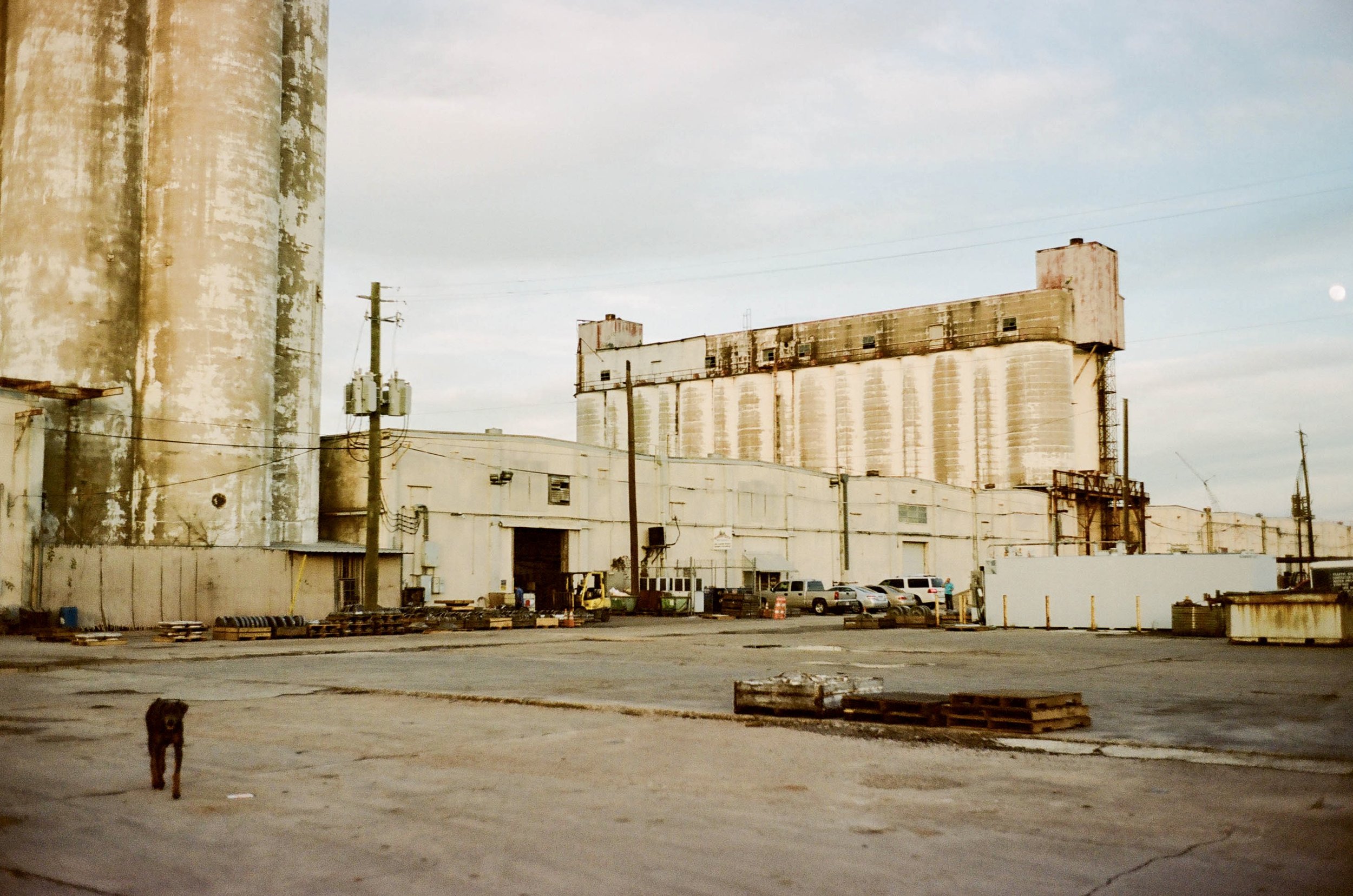 A dog standing in front of a large industrial building and concrete silos, with a parking lot filled with cars and some orange traffic cones in the foreground during daytime.