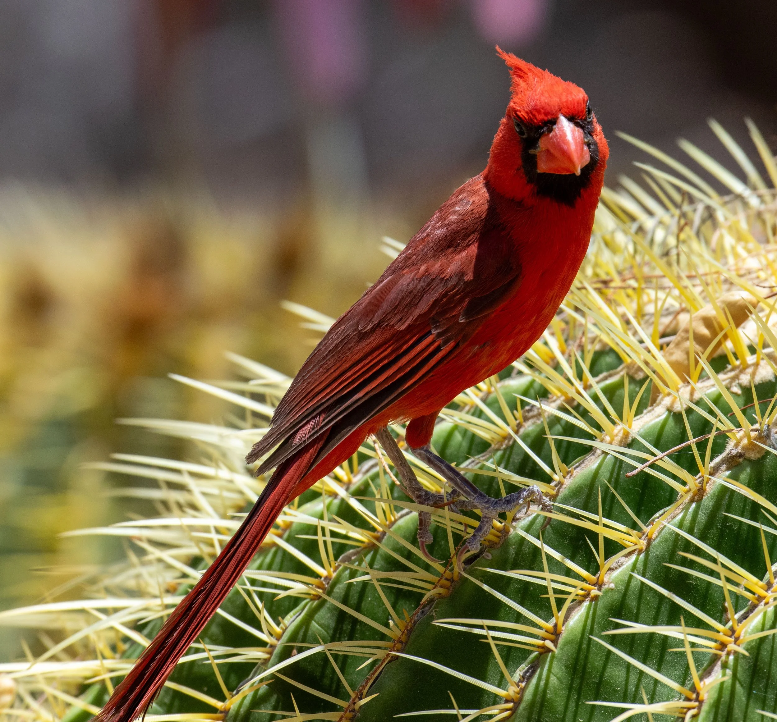Male Cardinal - 4 cards