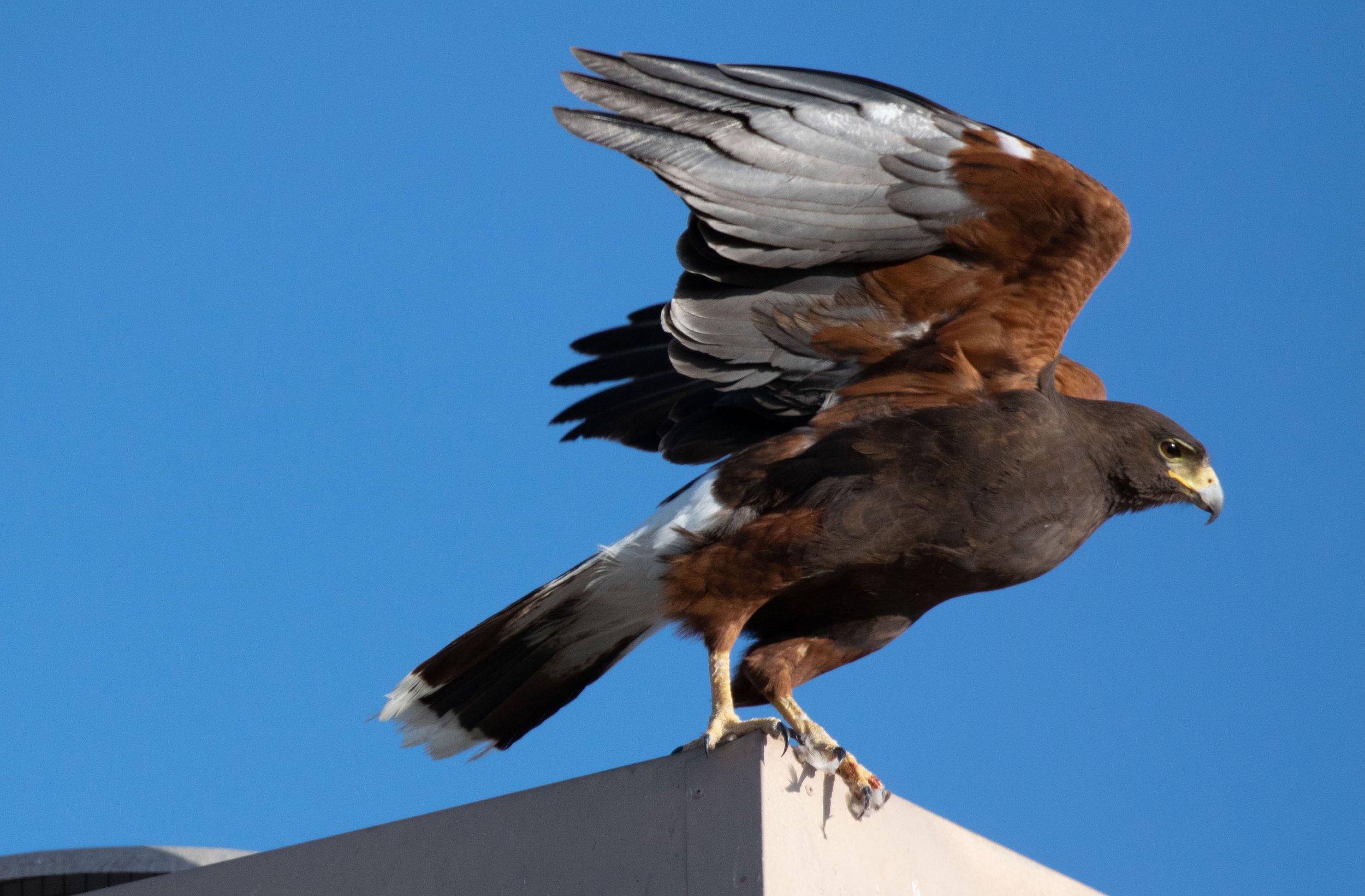 hawkroof copy.jpeg