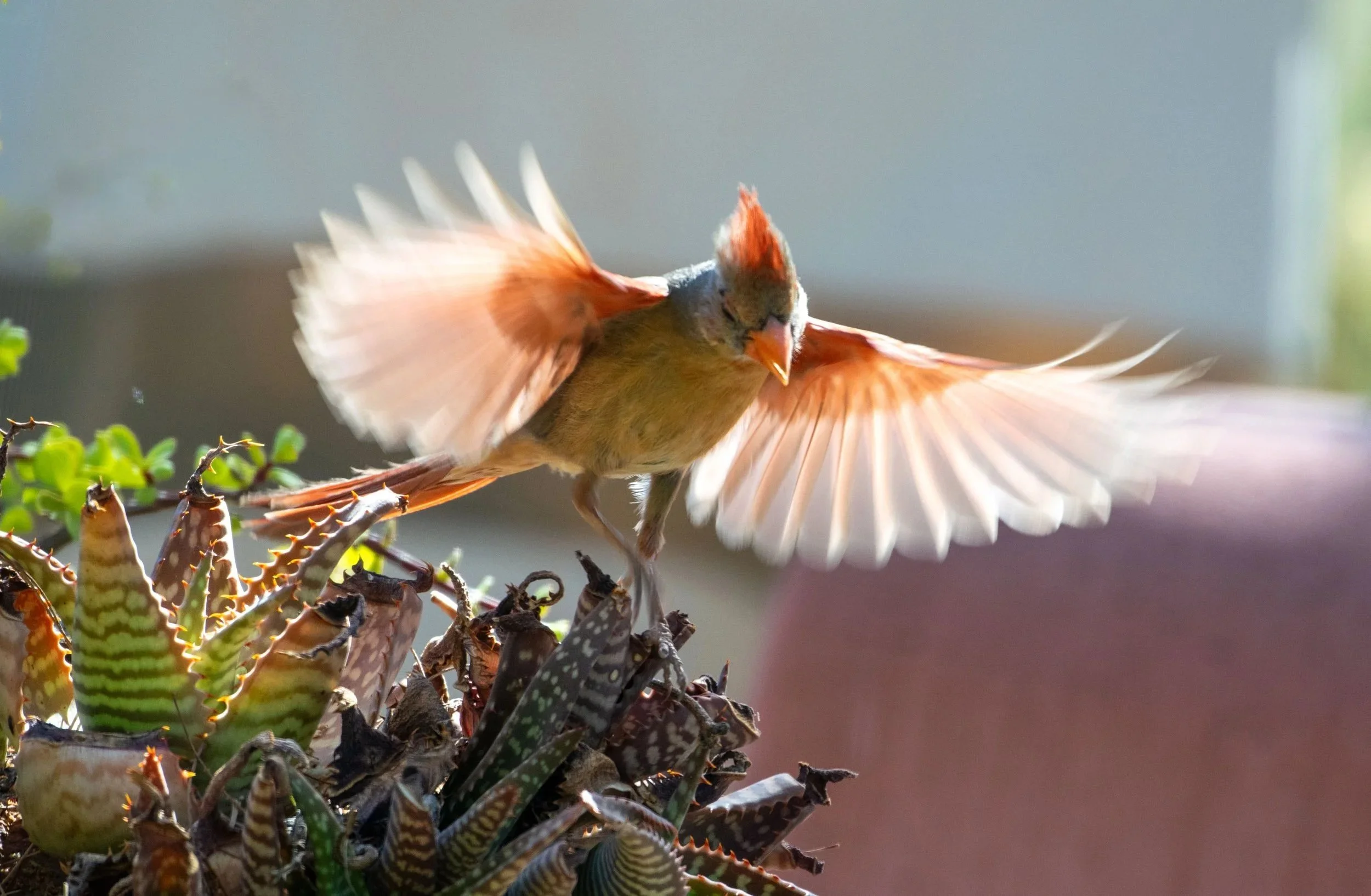 Female Cardinal - 4 cards