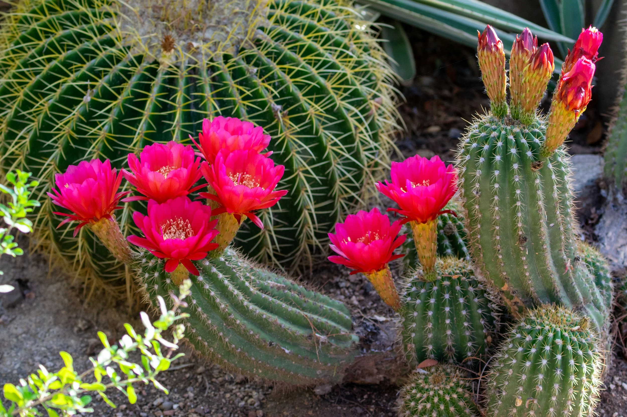 cactusblooms2.jpg