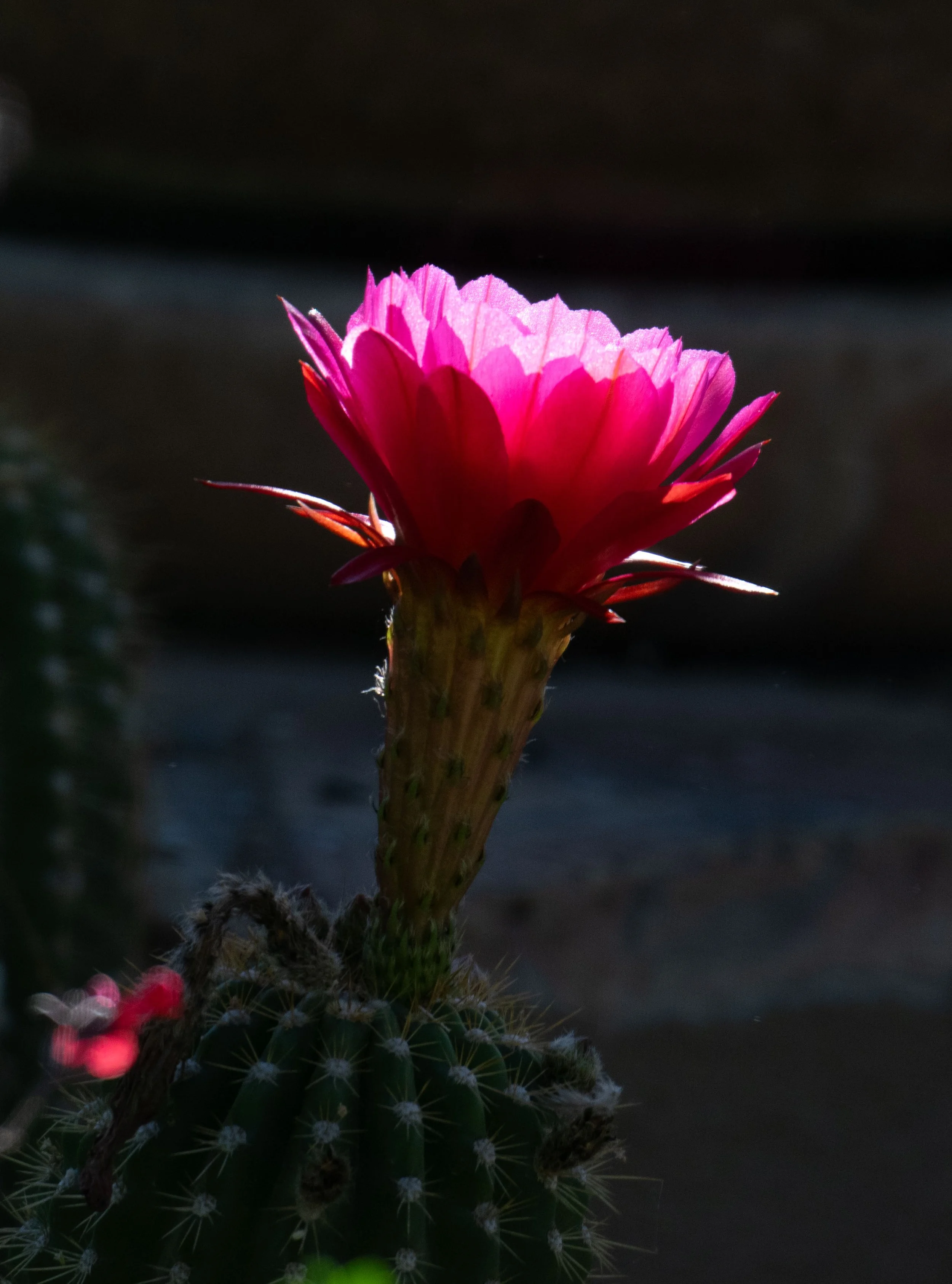 DSC_0078.jpg
