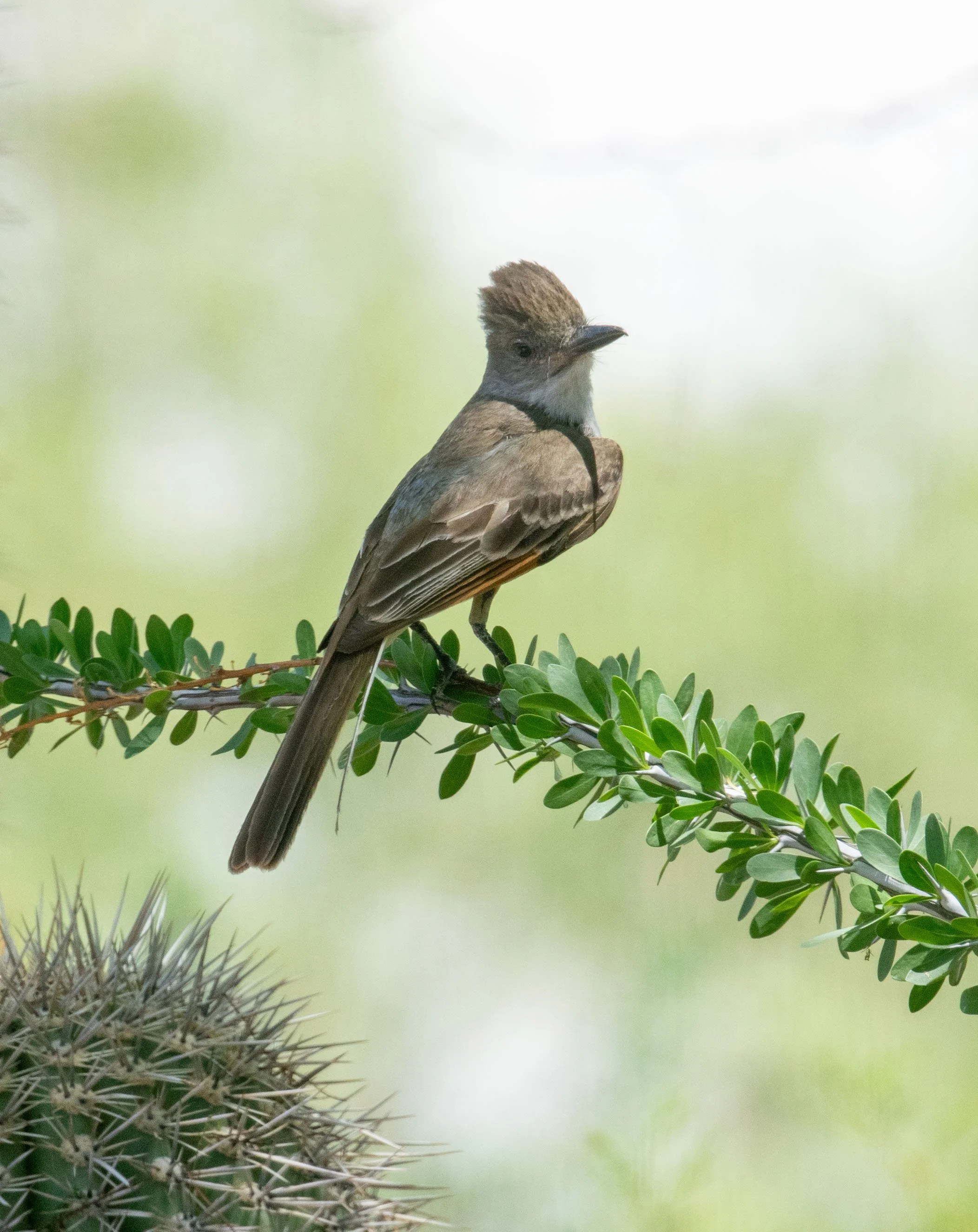 flycatcher1.jpg