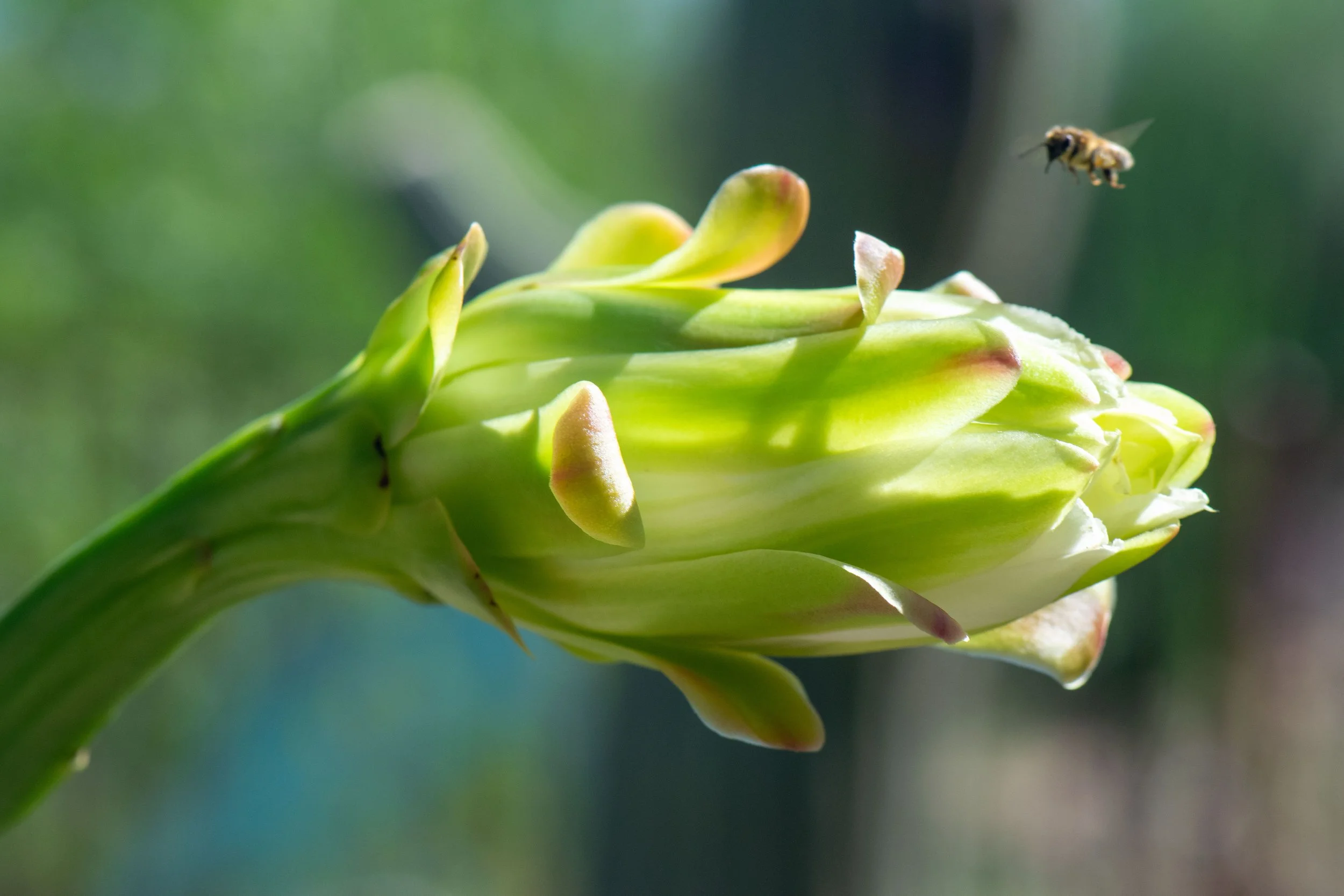 flowerbee.jpg