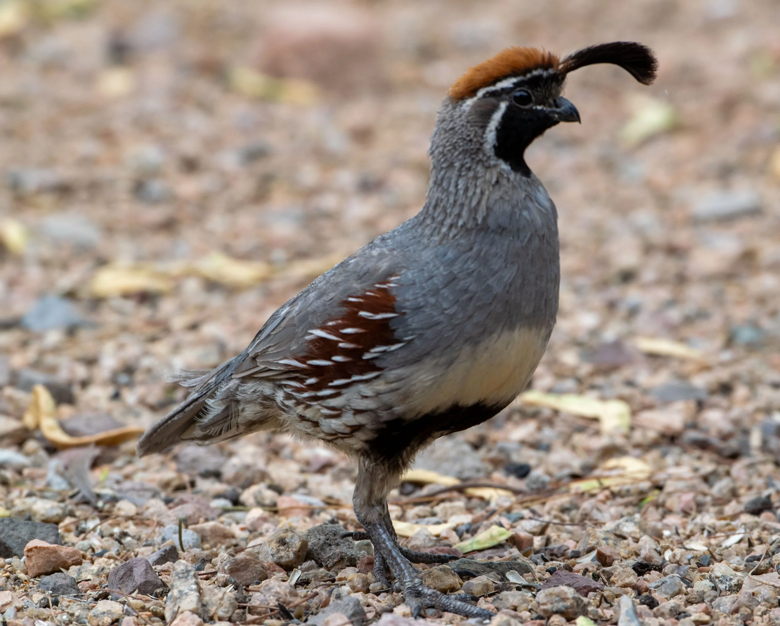 Gambel's Quail - 4 cards